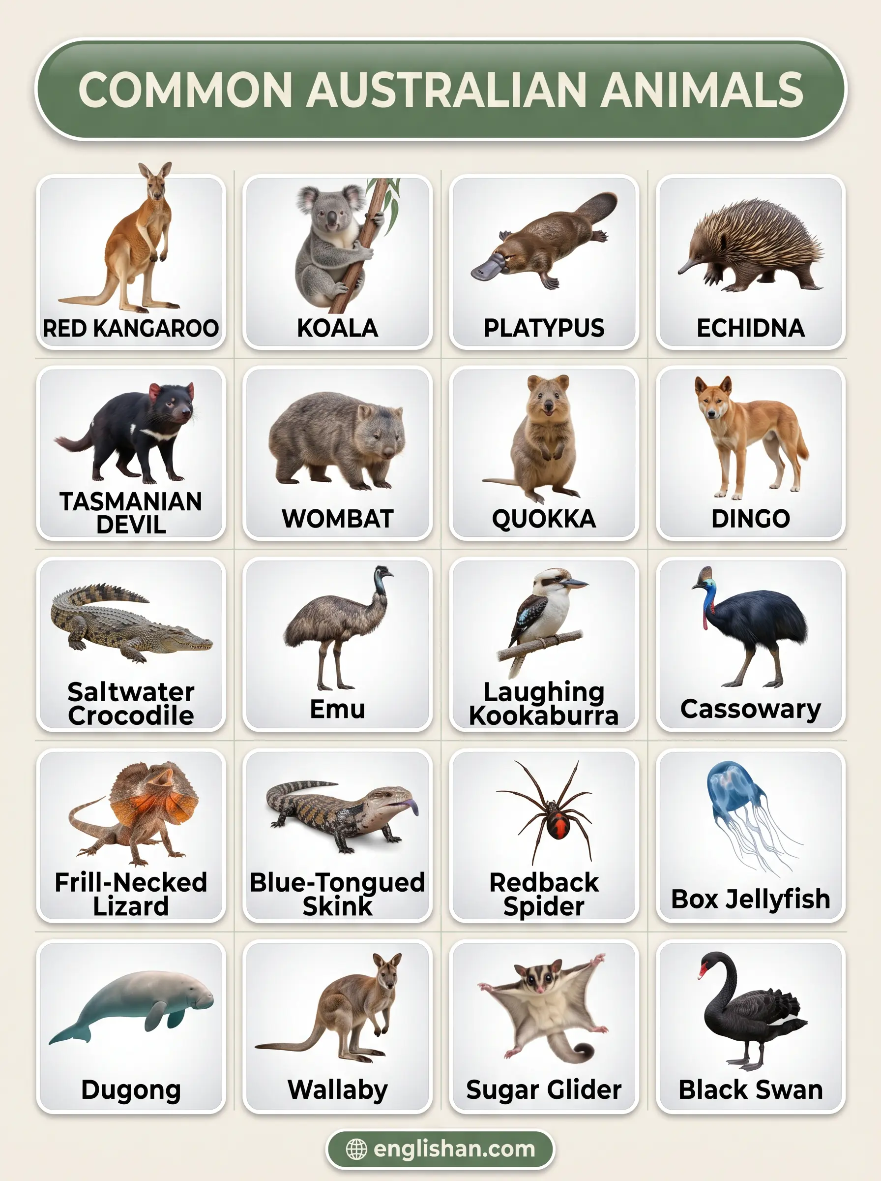 Australian animals names with pictures featuring kangaroo, koala, wombat, emu, and platypus