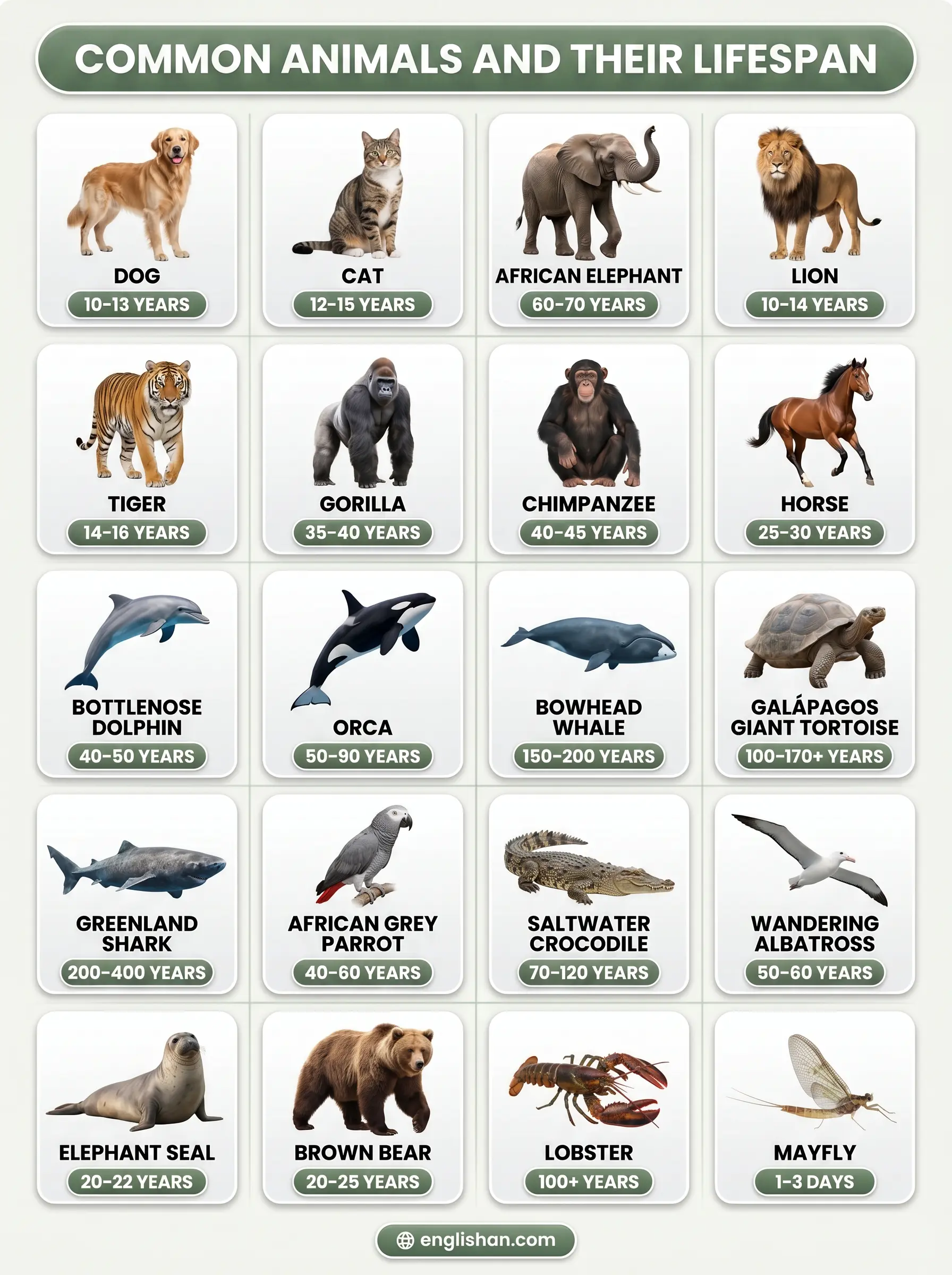 Common animals and their lifespan featuring a dog, cat, elephant, dolphin, tortoise, and parrot.