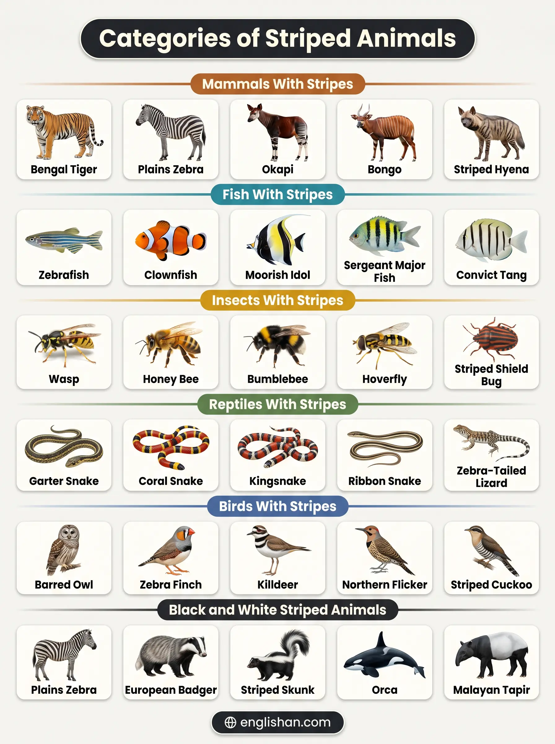 Categories of striped animals showing tiger zebra skunk hyena and clownfish across different animal groups