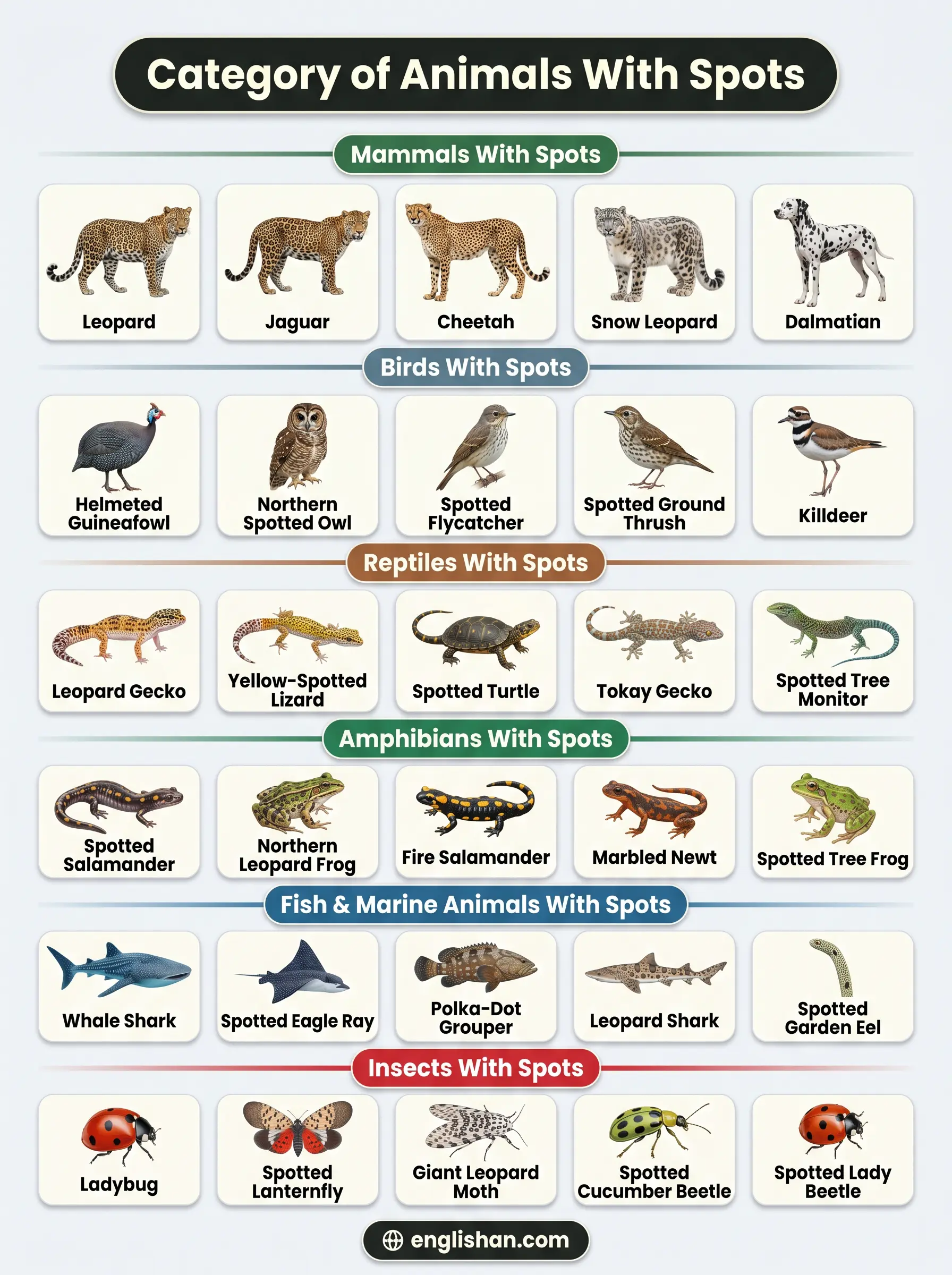 animals with spots by category showing leopard cheetah jaguar giraffe ladybird beetle and leopard gecko grouped across mammals reptiles birds and insects