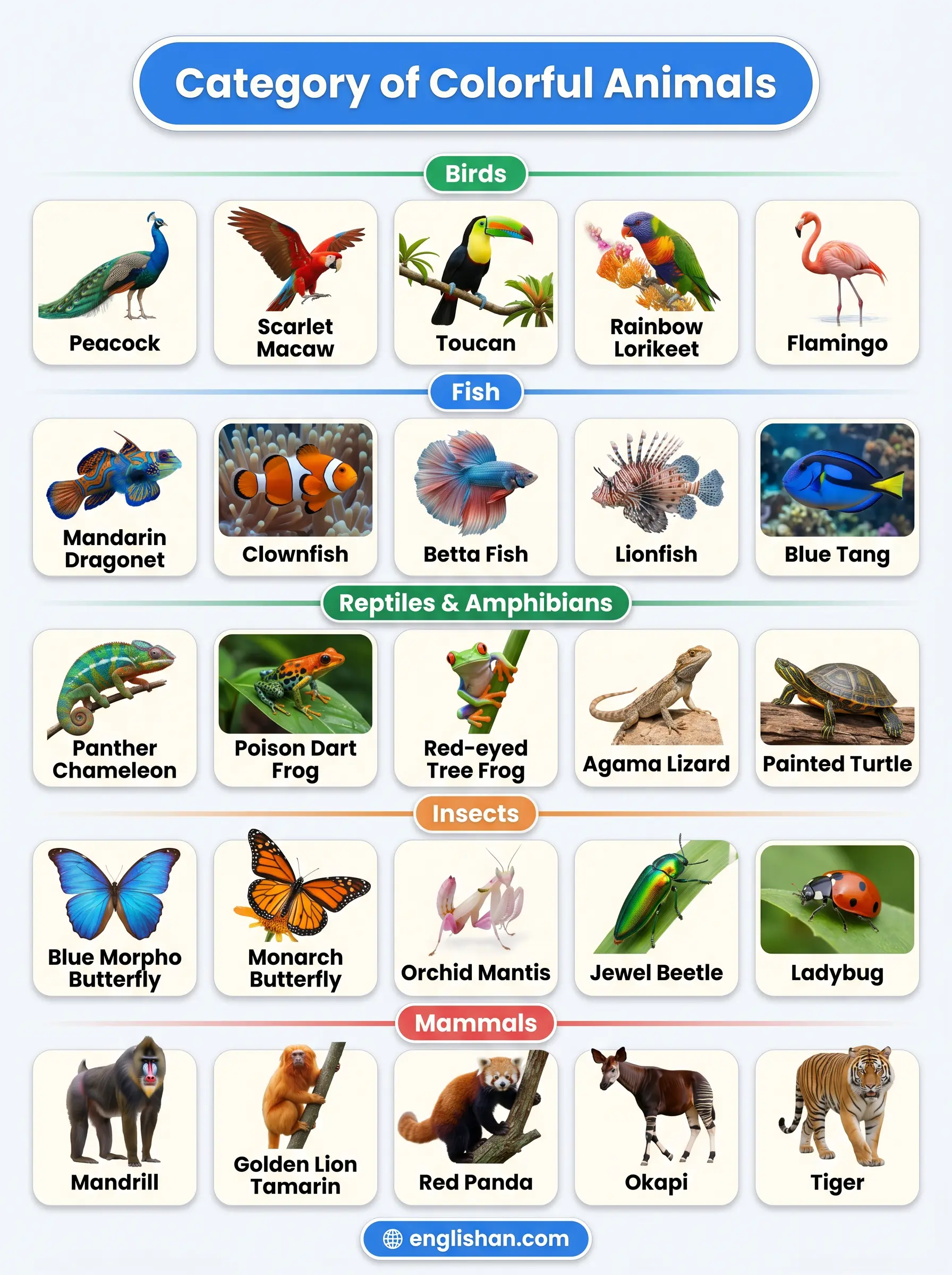 Colorful animals names by category featuring Peacock, Scarlet Macaw, Clownfish, Mandarinfish, and Poison Dart Frog across different habitats