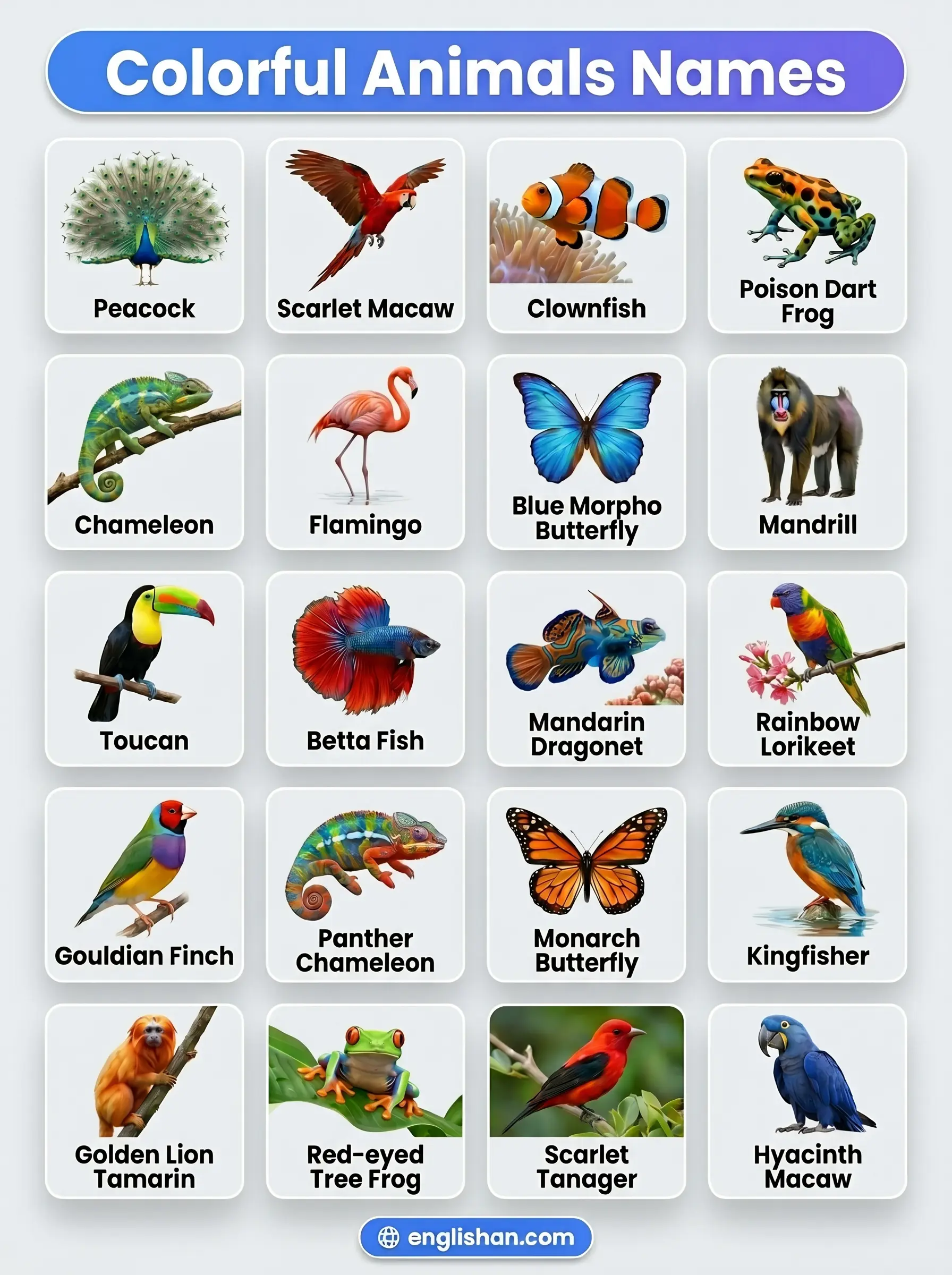 Colorful animal names including Peacock, Scarlet Macaw, Clownfish, Mandarinfish, and Poison Dart Frog across rainforest and ocean habitats