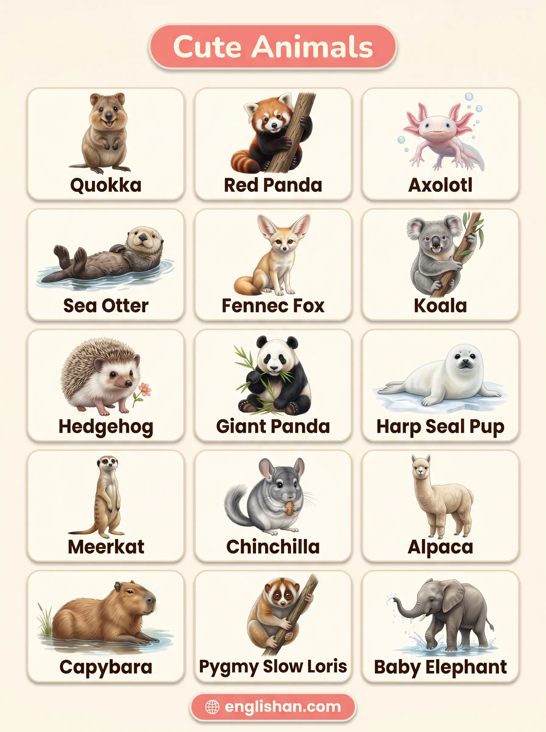 Common cute animals names in English featuring fox, red panda, quokka, rabbit, cat, dog, panda, and deer with vocabulary focus