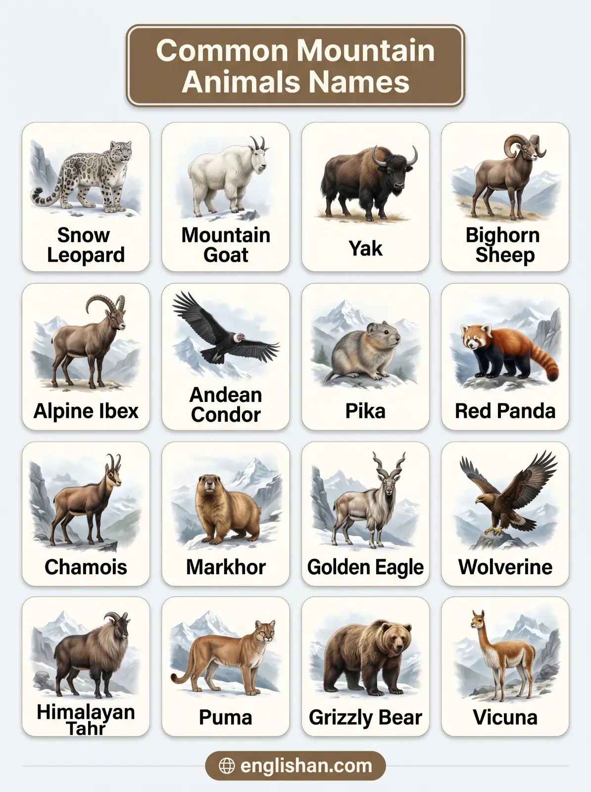 Common mountain animals names with pictures including snow leopard yak mountain goat and red panda in natural habitats