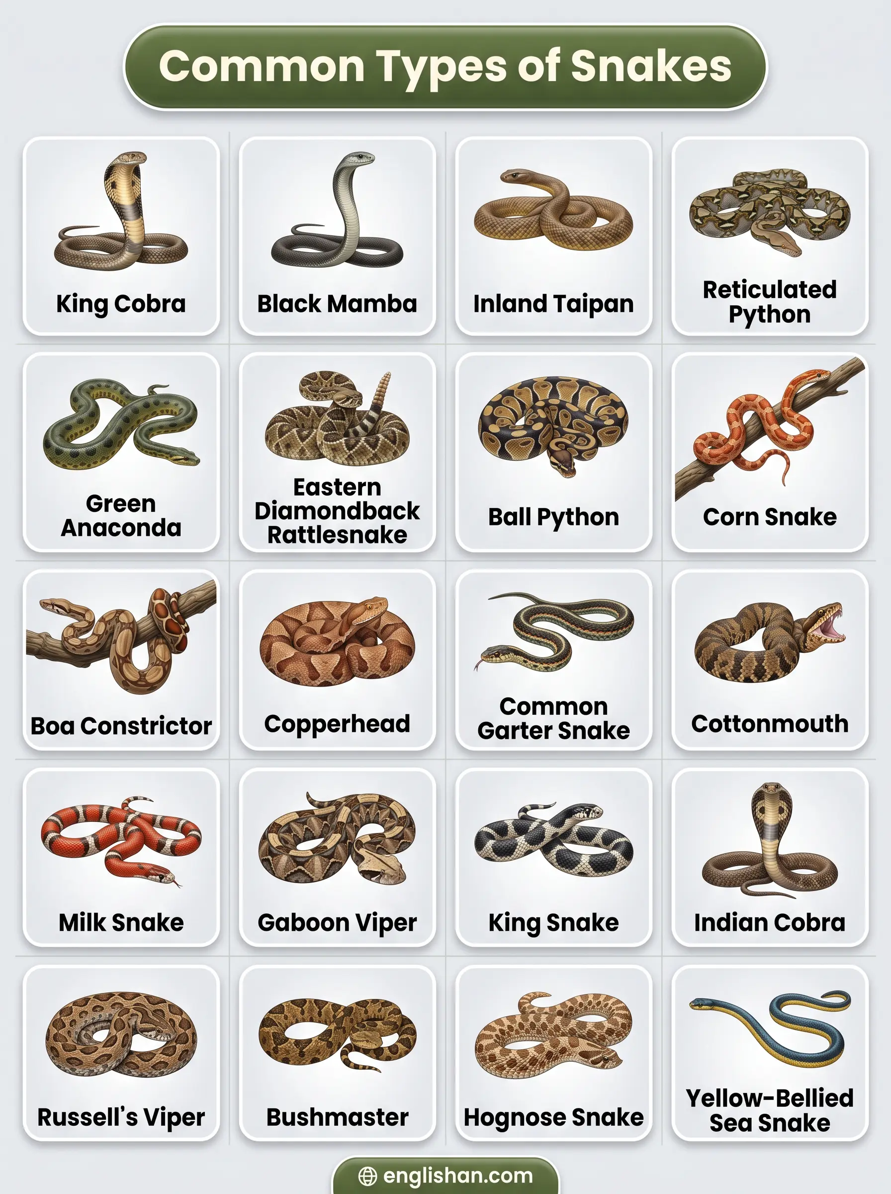 Common types of snakes including King Cobra, Python, Corn Snake, and Garter Snake