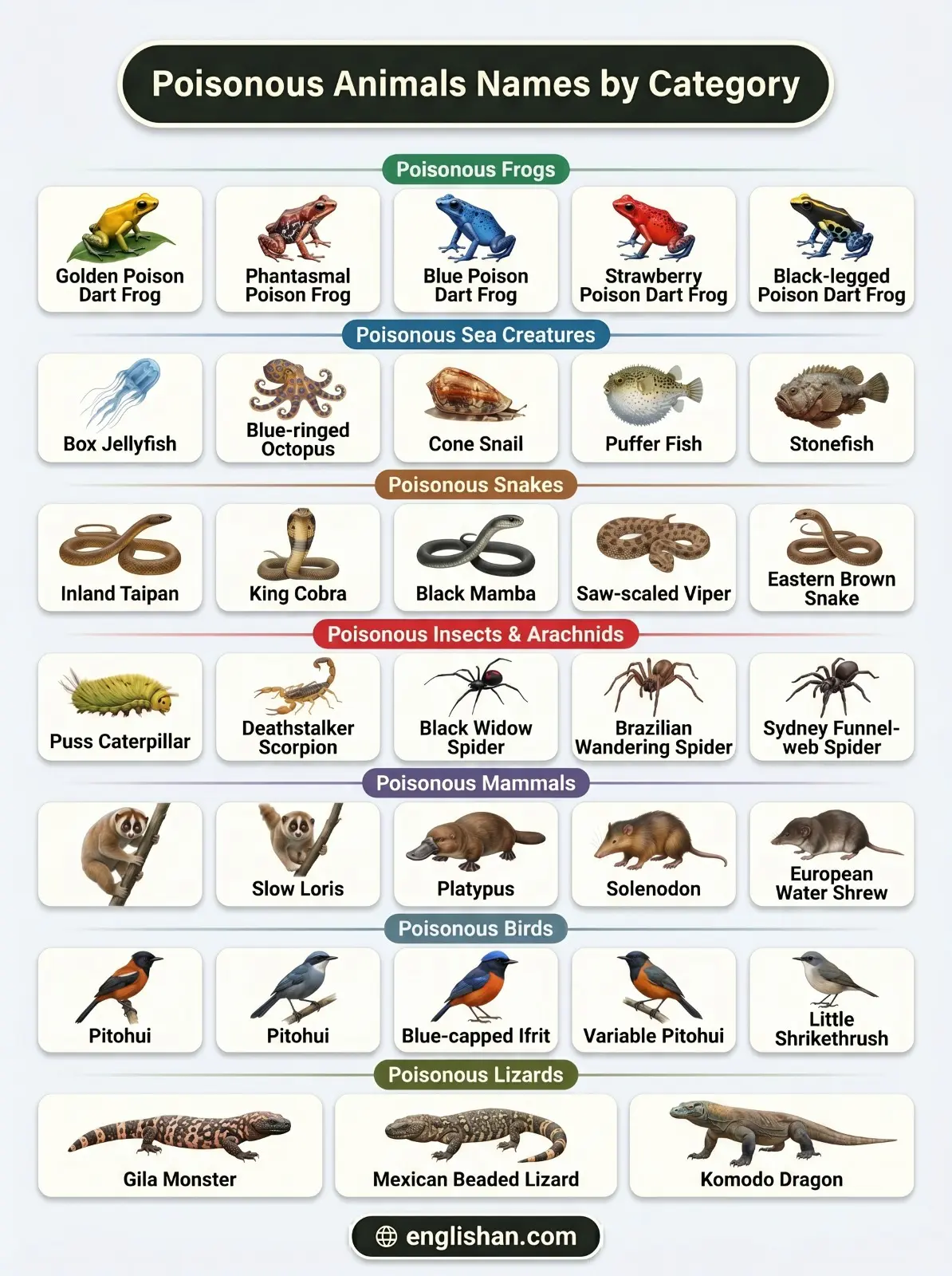 Poisonous animals names by category showing box jellyfish, golden poison dart frog, inland taipan, and blue-ringed octopus species