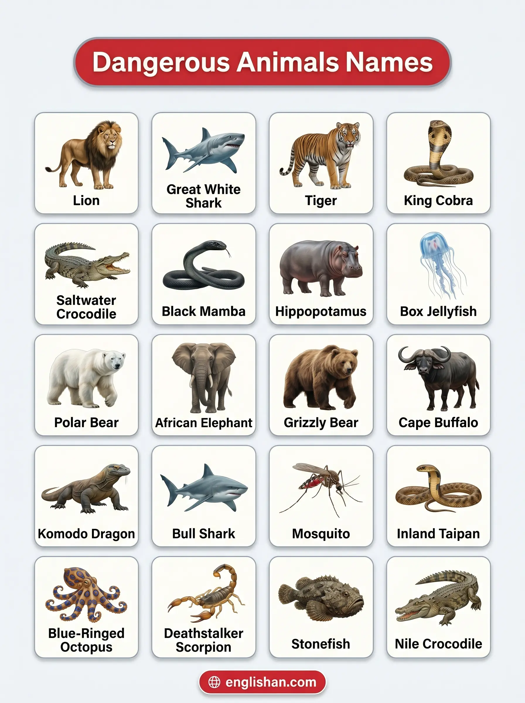 Popular dangerous animals names with pictures showing lion tiger leopard king cobra and great white shark species