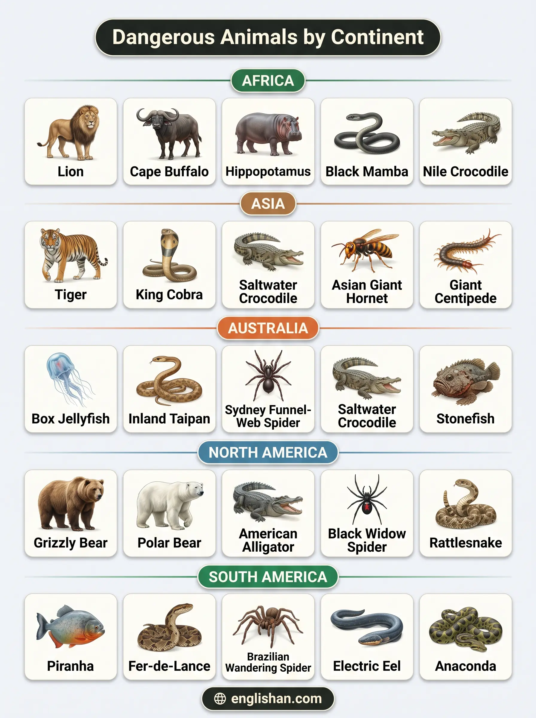 Dangerous animals by continent showing lion in Africa tiger in Asia polar bear in North America and kangaroo in Australia