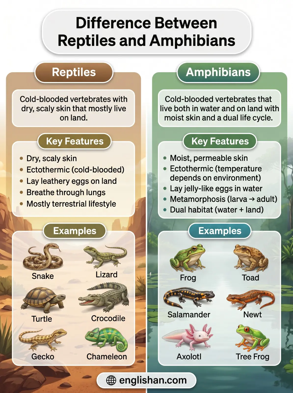 Difference between reptiles and amphibians showing snake frog crocodile salamander turtle and axolotl with key traits
