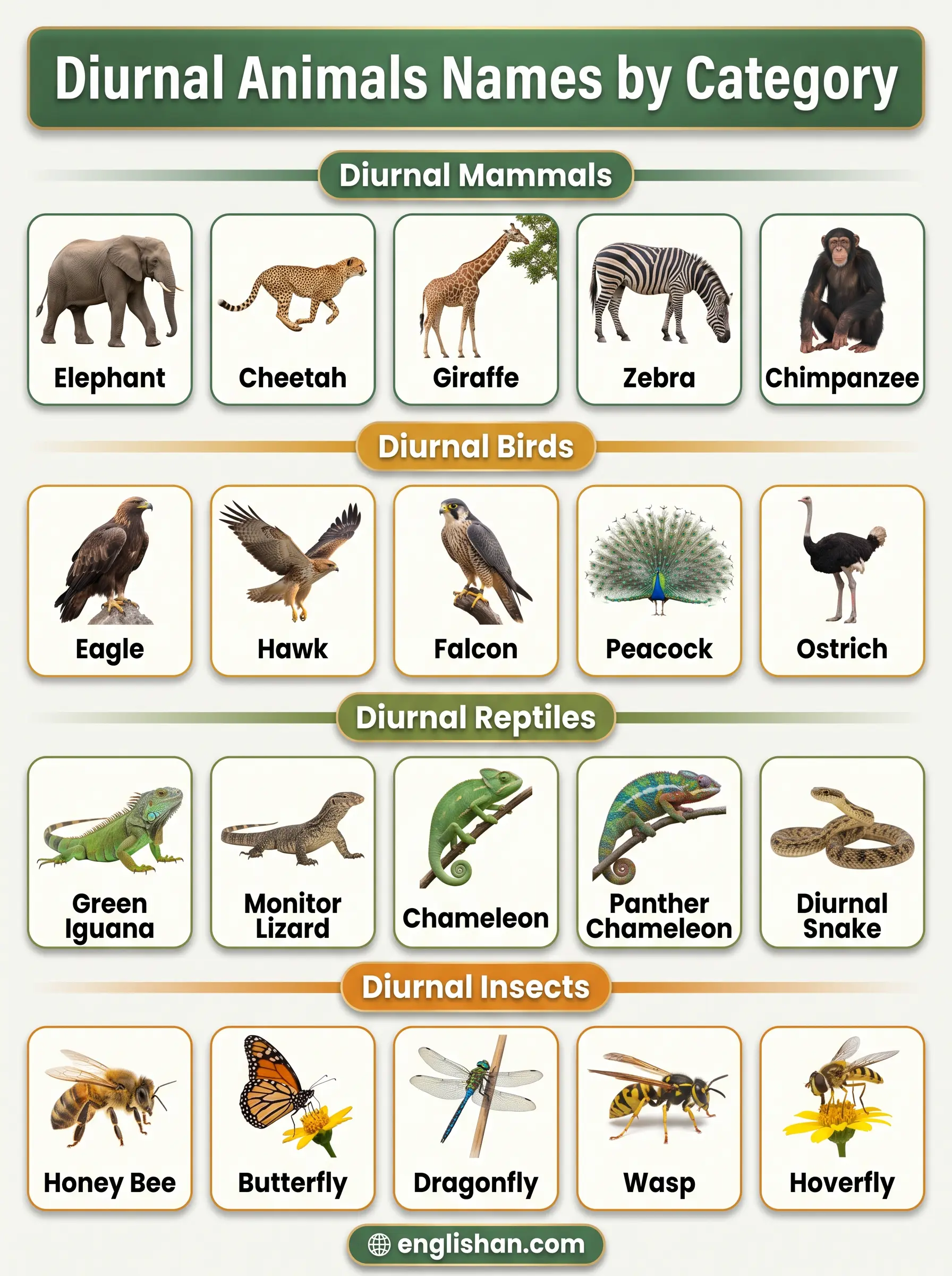 Diurnal animals names by category showing elephant, eagle, cheetah, crocodile, and butterfly in daylight habitats