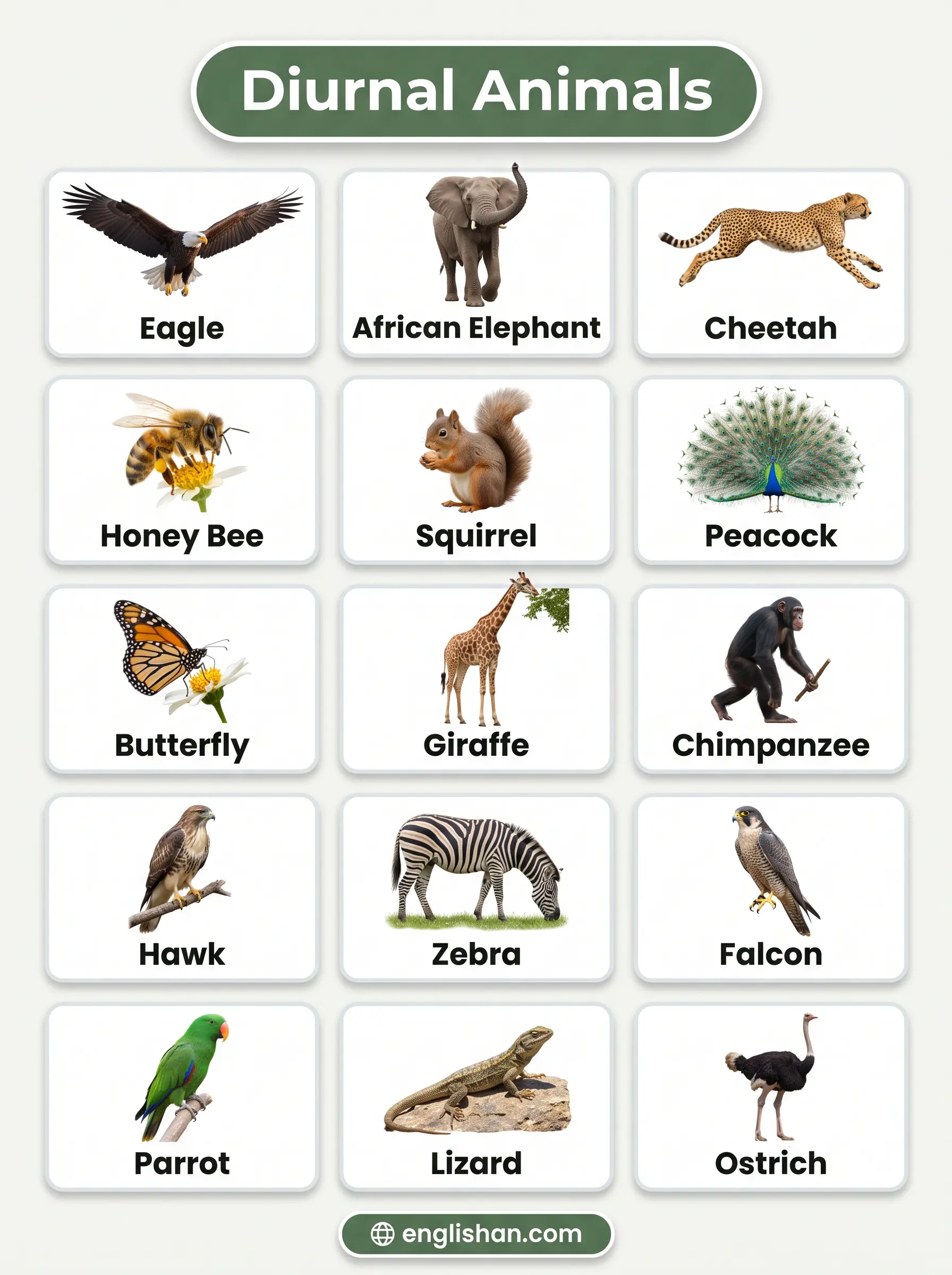 Diurnal animals names with examples including Eagle, Cheetah, Elephant, and Monkey in daylight habitats