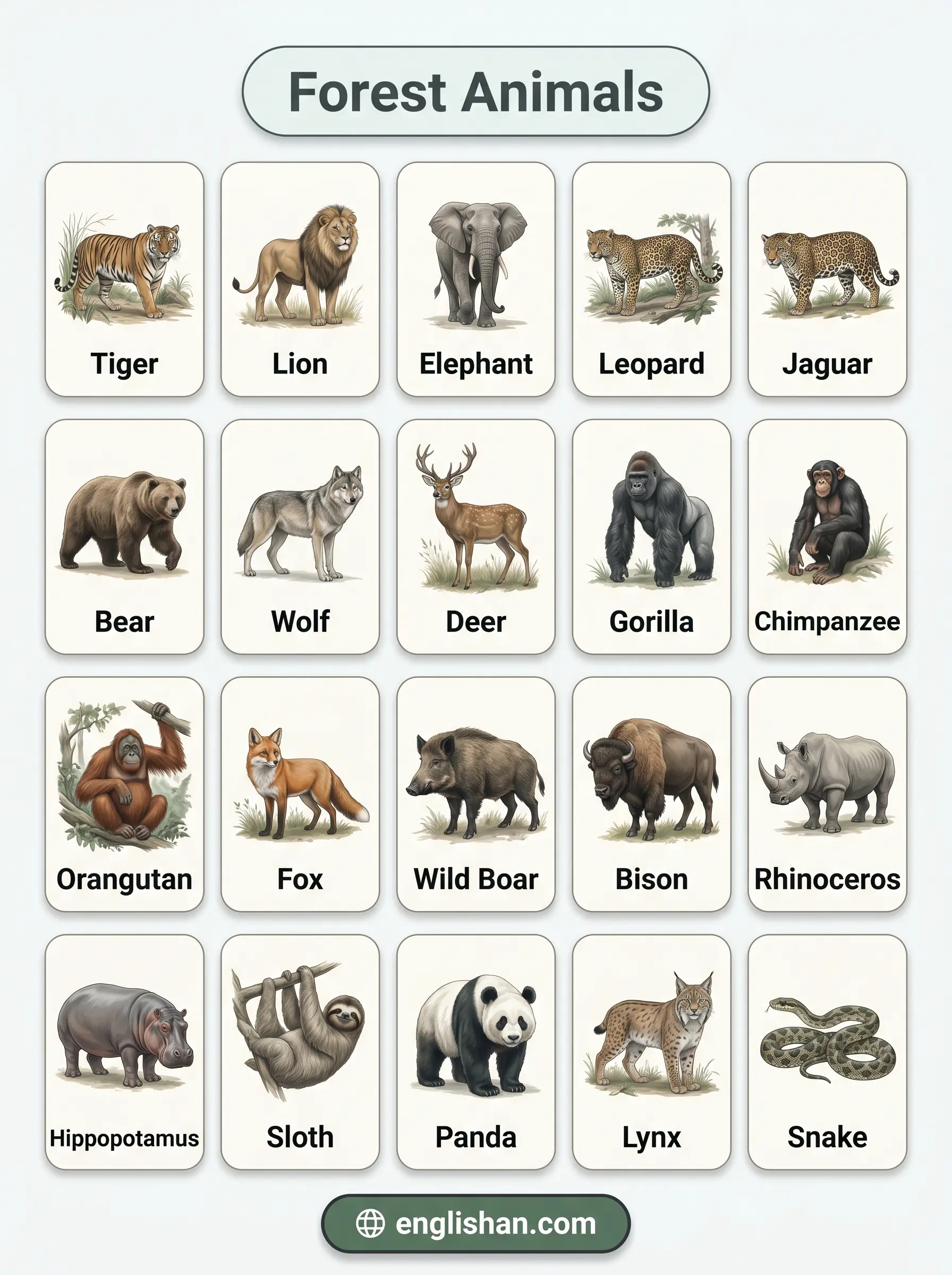 Forest animals names in English featuring tiger, elephant, bear, wolf, owl, and snake