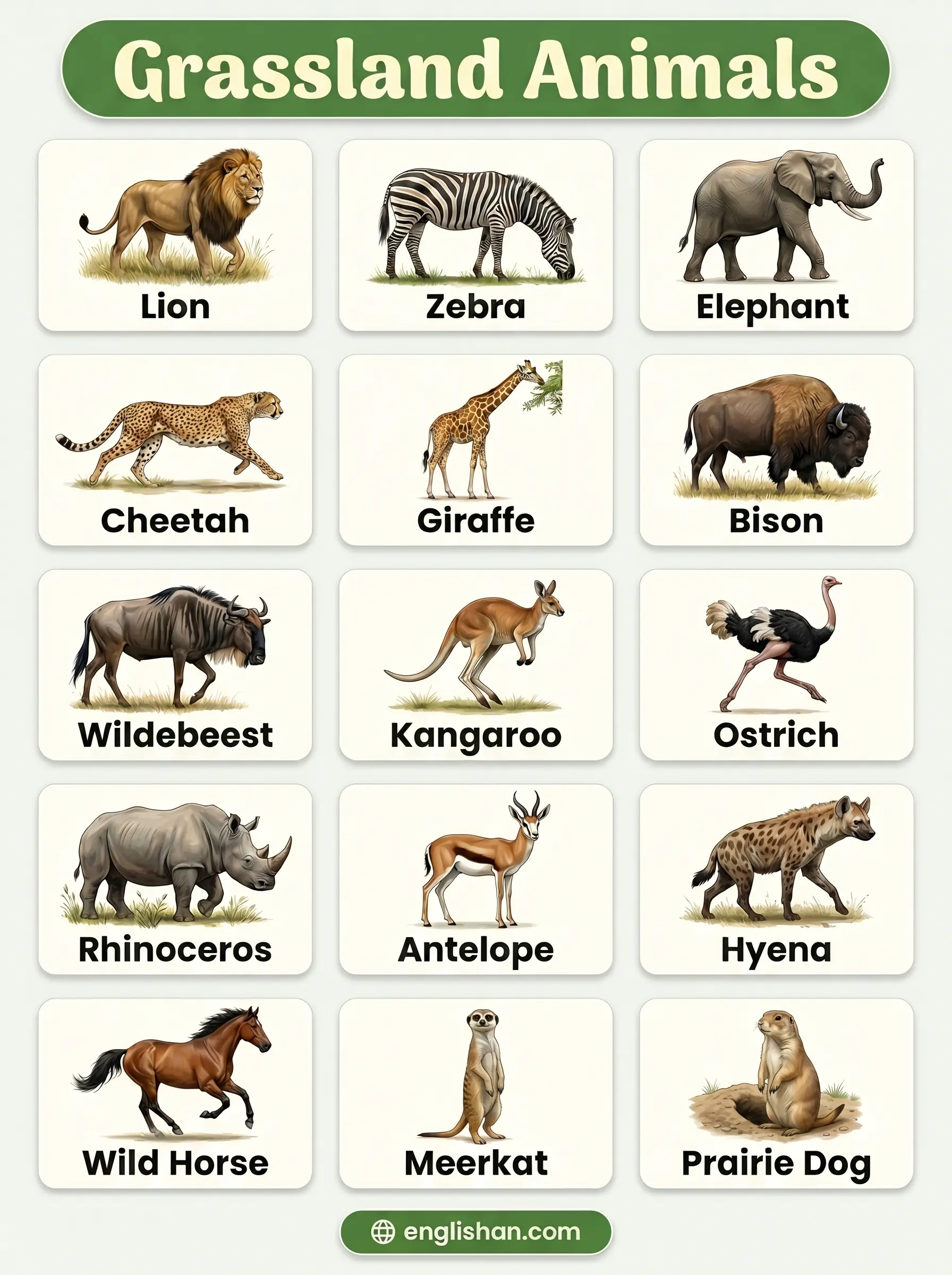 Common grassland animals with pictures including lion zebra cheetah wildebeest gazelle grazing plains ecosystem