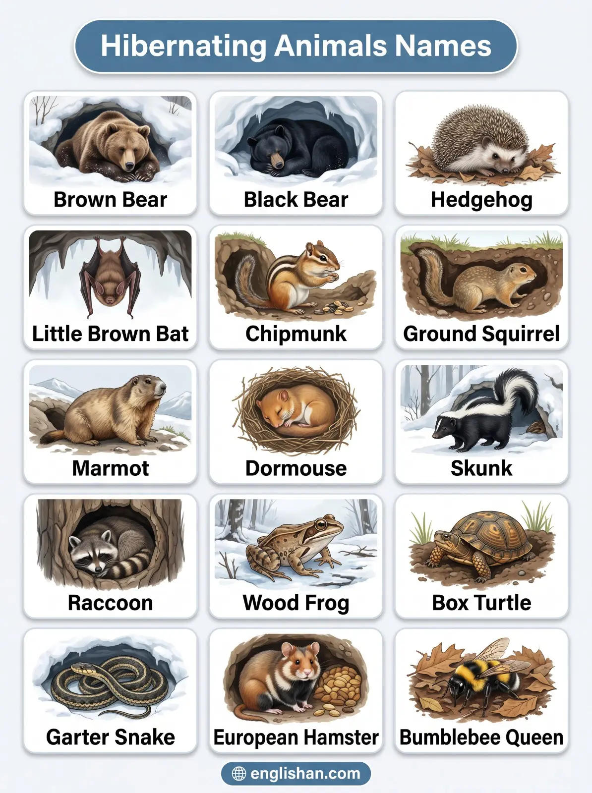 Hibernating Animals Names showing brown bear hedgehog marmot and chipmunk during winter dormancy