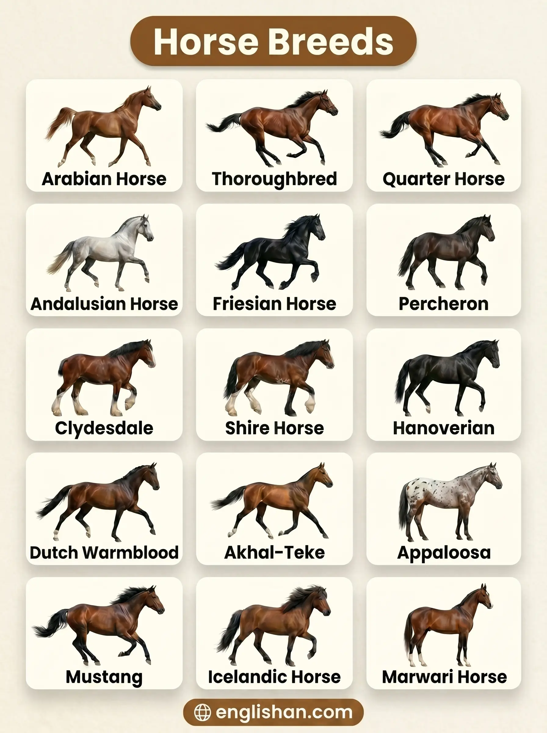 Horse breeds with pictures featuring Arabian Horse, Friesian, Thoroughbred, and Clydesdale
