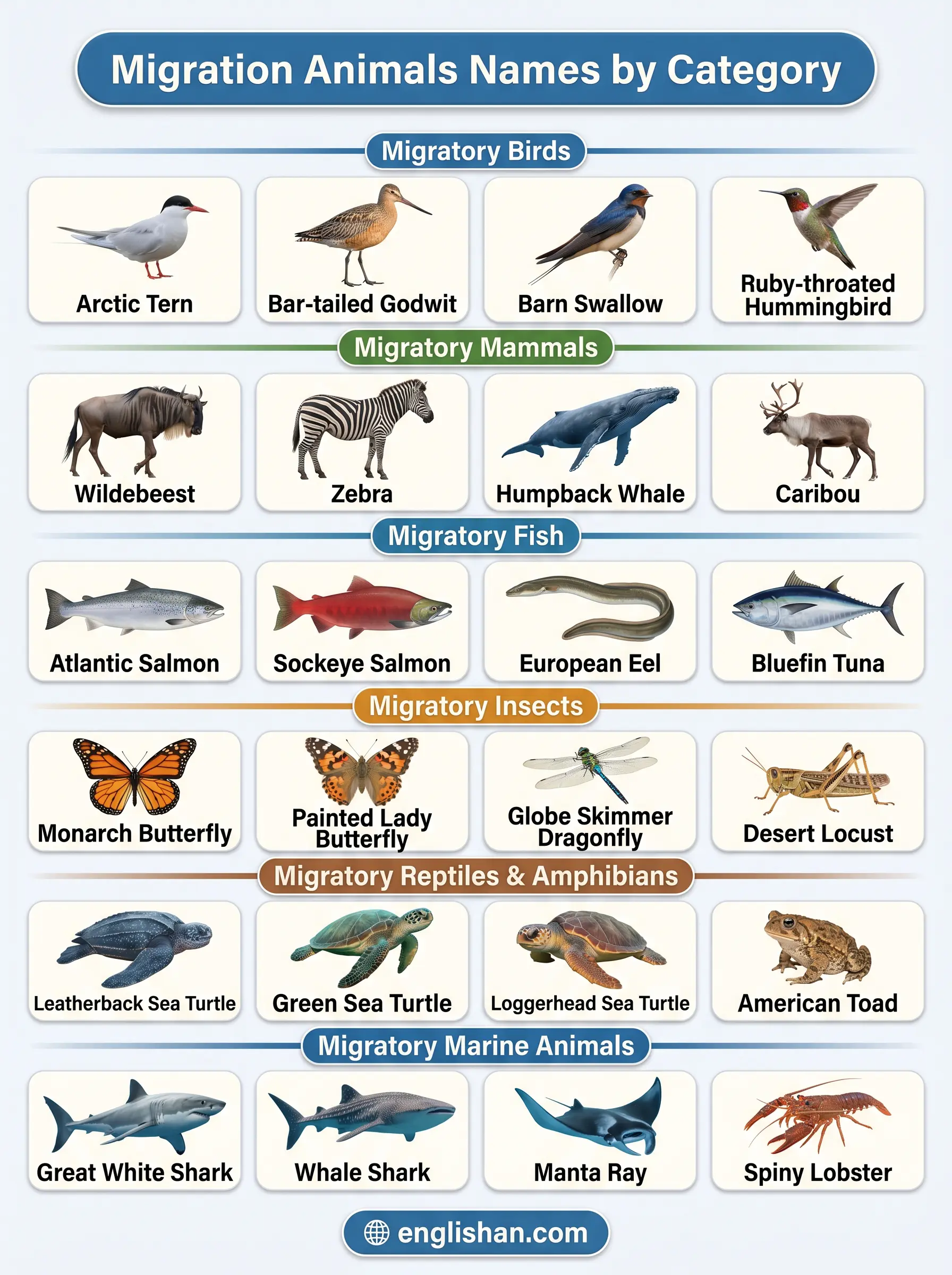 Migration animals names by category showing birds mammals fish and insects with Arctic tern Wildebeest Salmon and Monarch butterfly