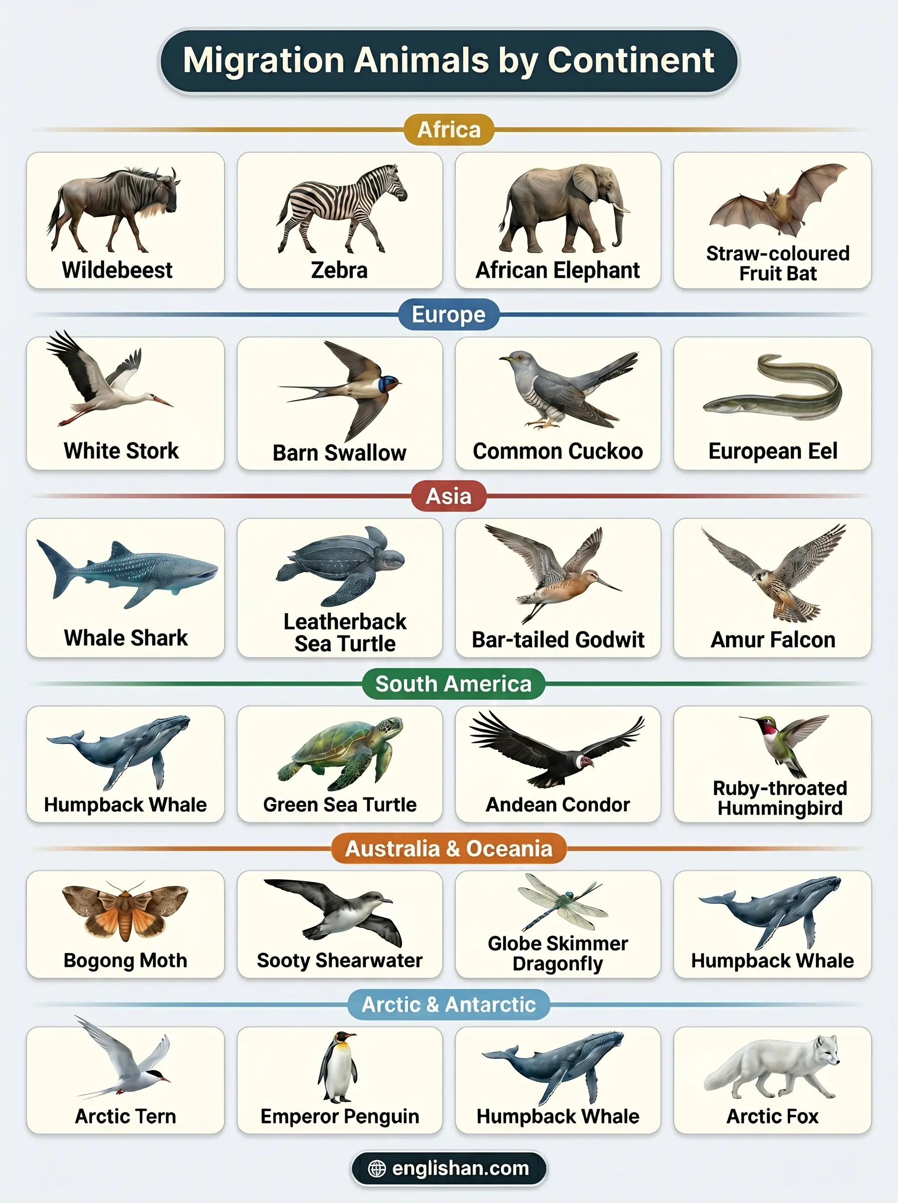 Migration animals by continent showing Wildebeest in Africa Caribou in North America Arctic tern global routes and Monarch butterfly migration