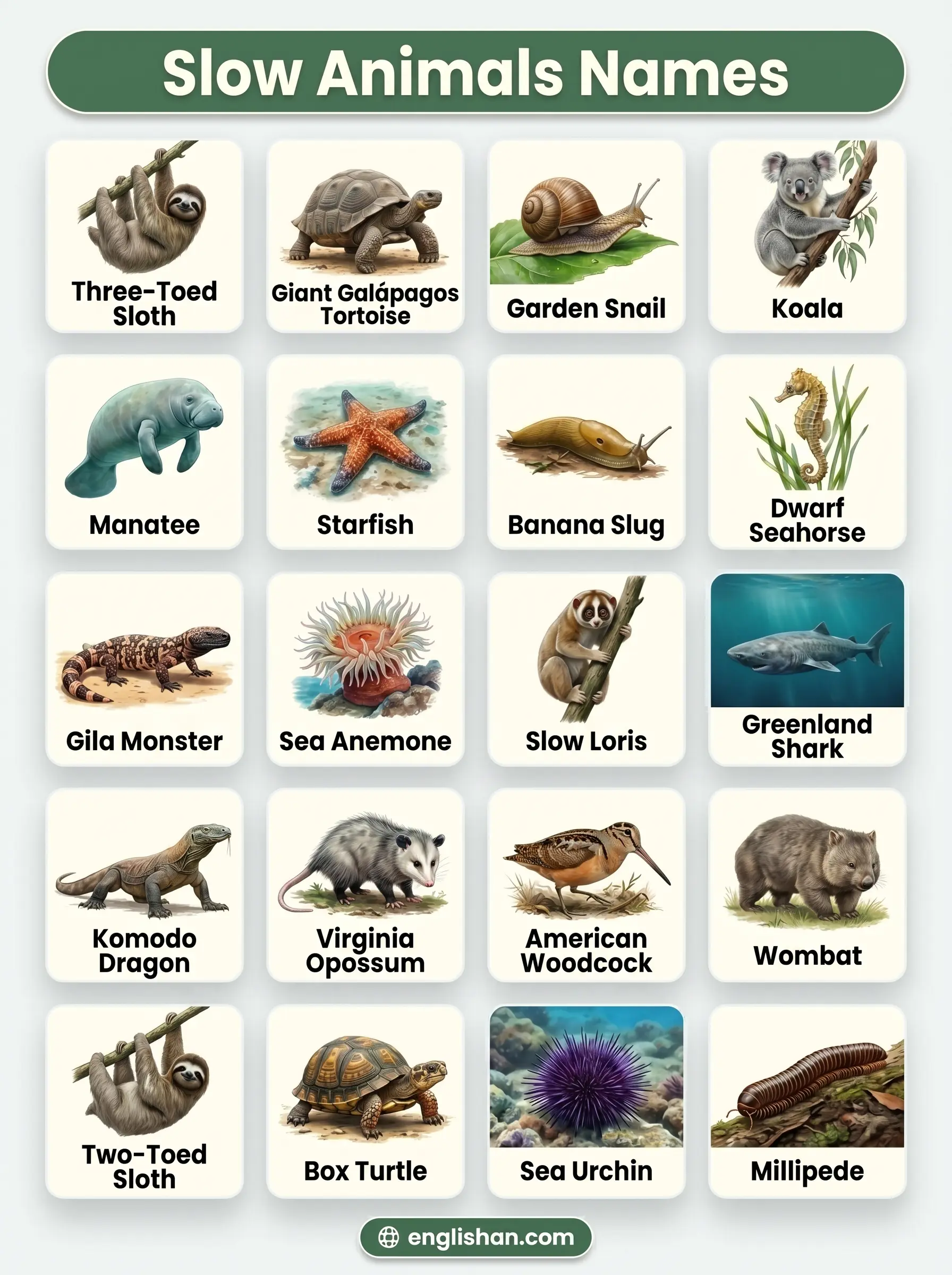Popular Slow Animals Names With Pictures showing sloth, giant tortoise, snail, koala, and starfish in natural habitats
