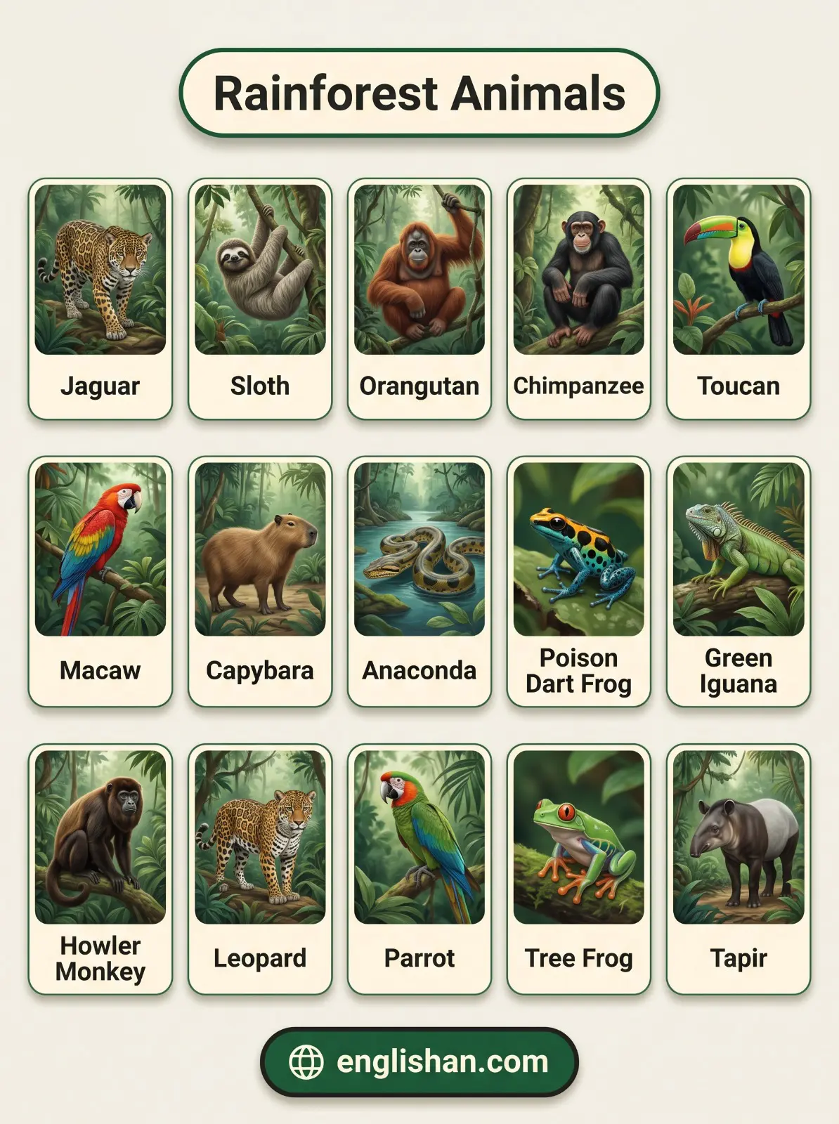 Rainforest animal names including jaguar, sloth, toucan, anaconda, macaw, and poison dart frog in natural habitat