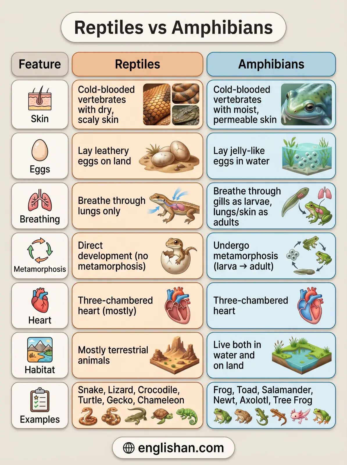 Reptiles vs amphibians comparison showing snake frog crocodile salamander turtle and axolotl with key differences