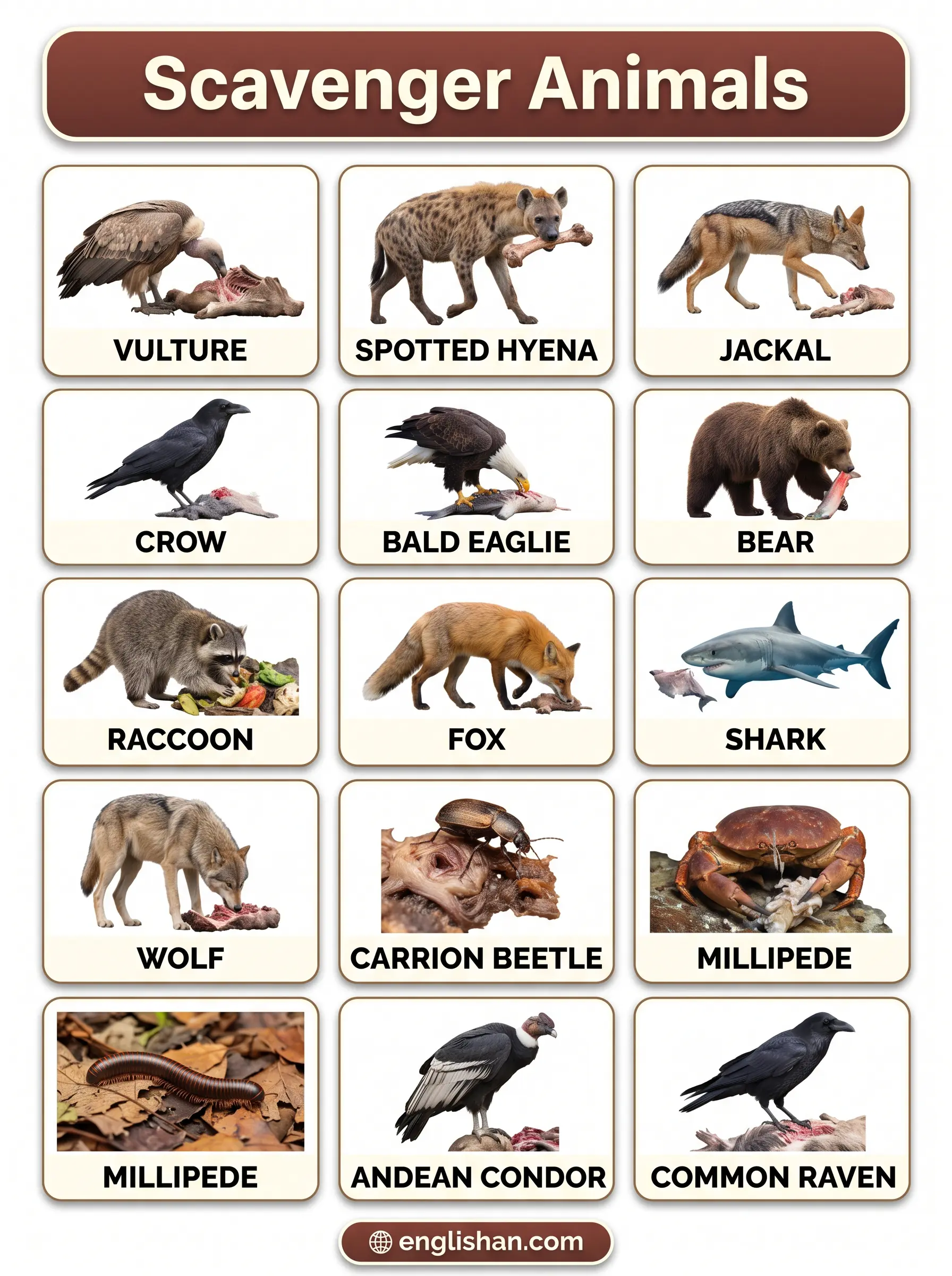 Scavenger animals names with pictures featuring a vulture, hyena, jackal, crow, and raven.