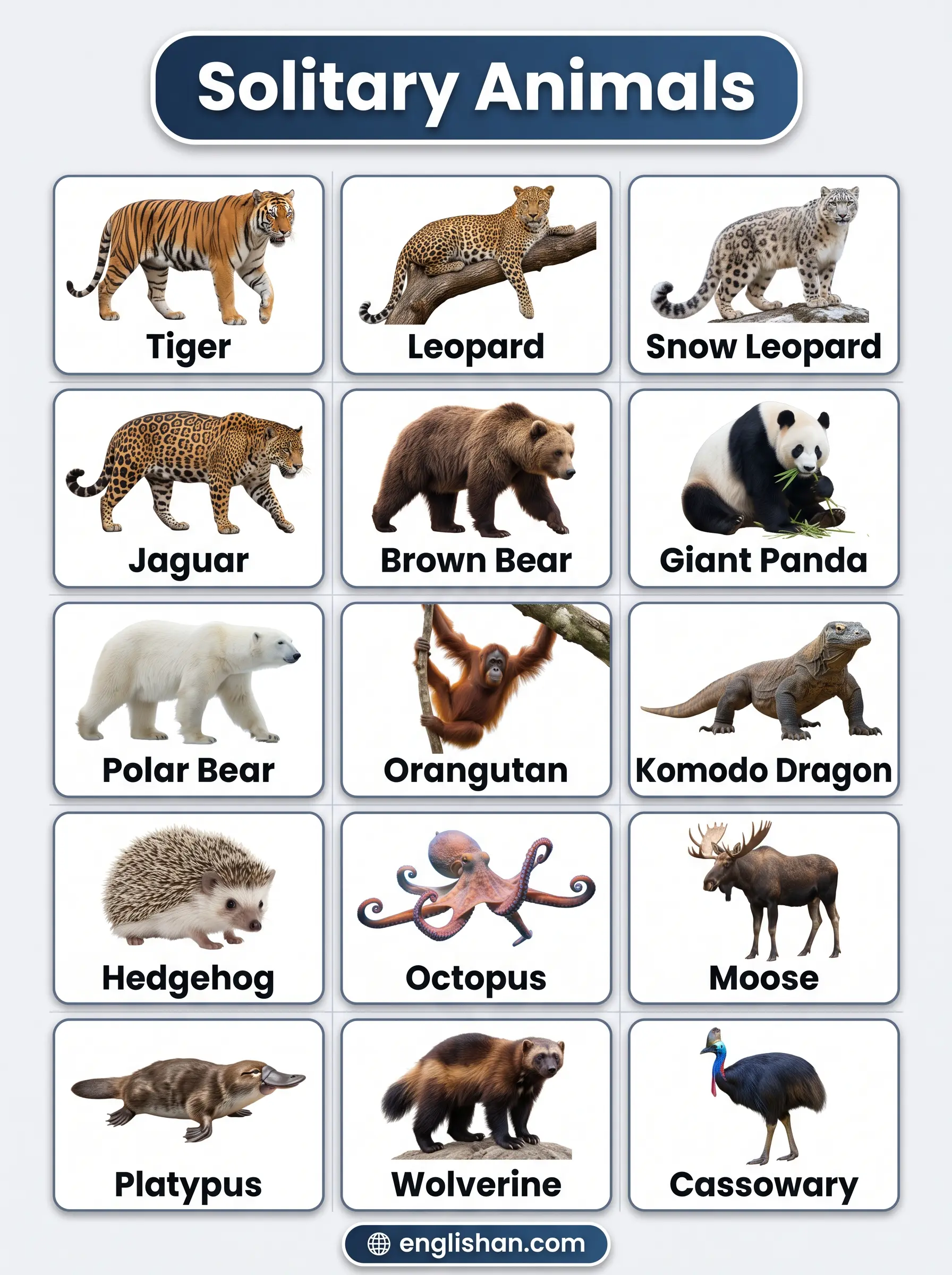 Solitary animals names with pictures featuring tiger, snow leopard, giant panda, and octopus species