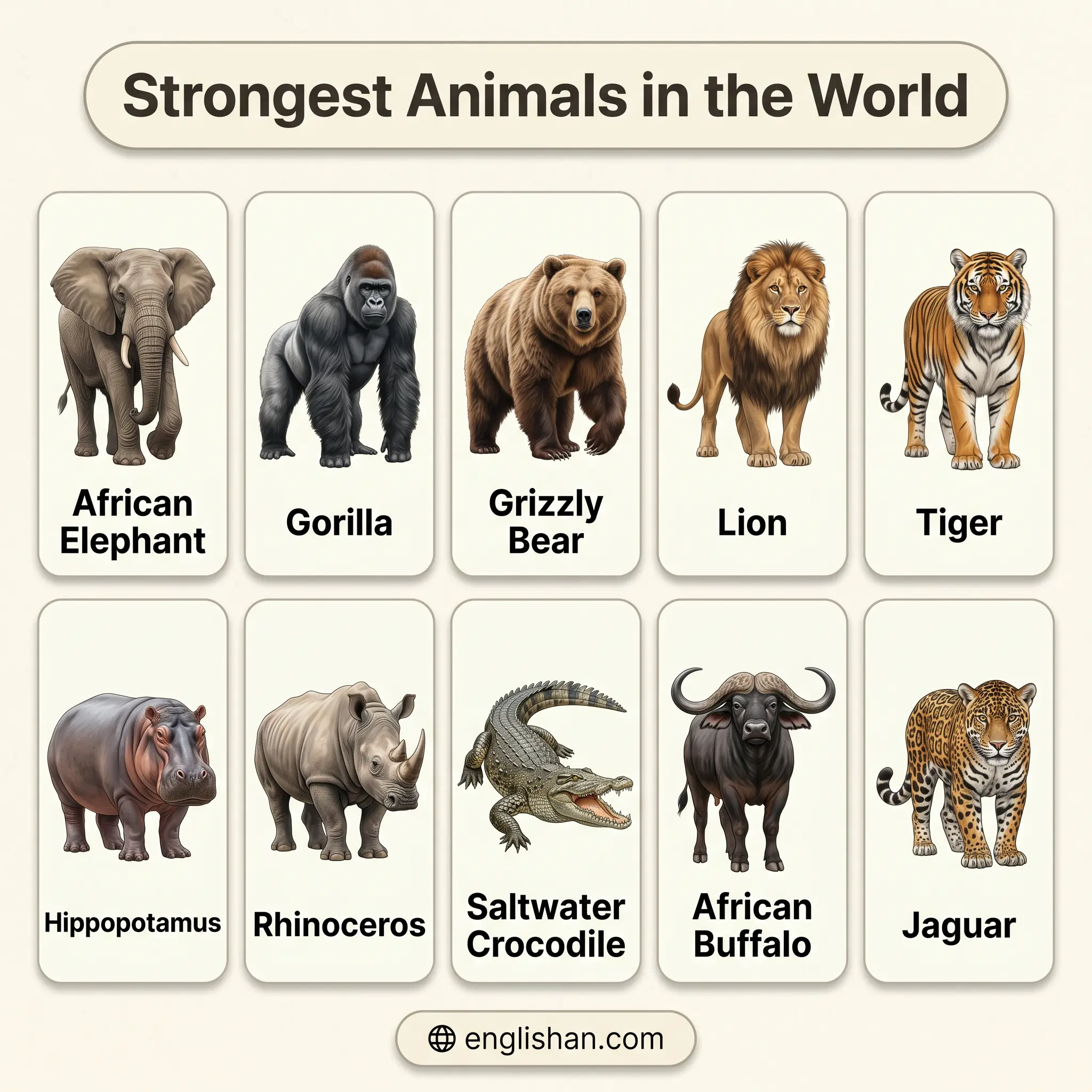 Strongest animals in the world including African elephant, blue whale, saltwater crocodile, hippopotamus, gorilla strength comparisons