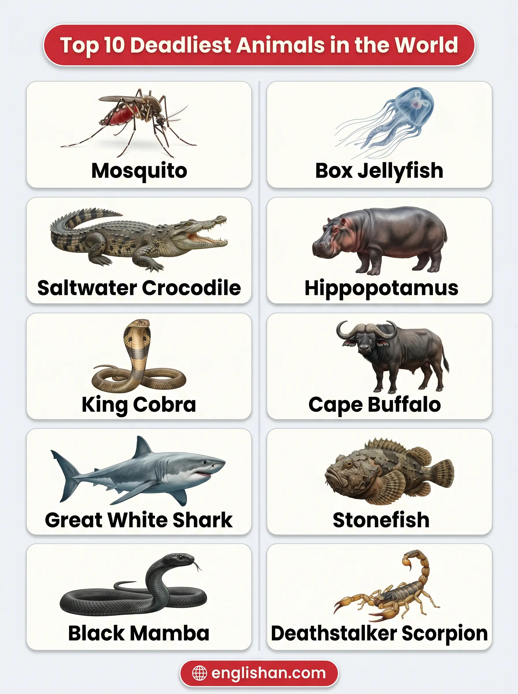 Top 10 deadliest animals in the world including mosquito box jellyfish saltwater crocodile and king cobra species ranking