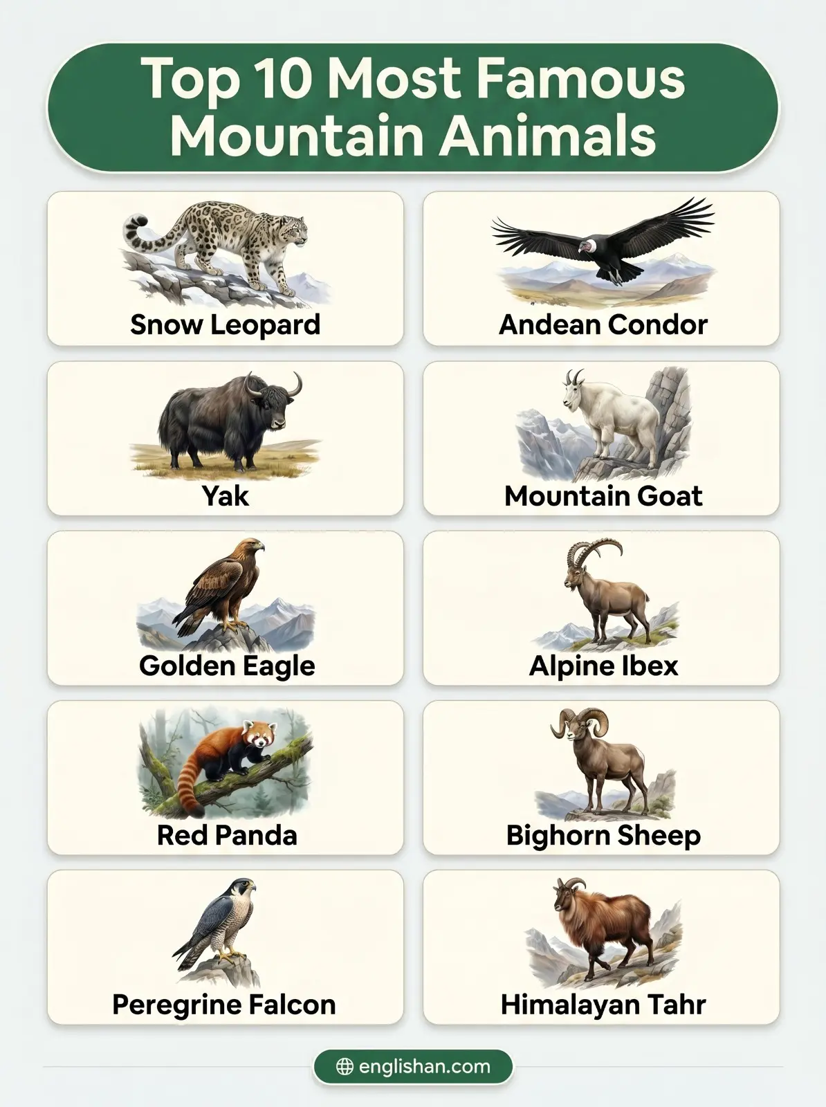 Top 10 most famous mountain animals including snow leopard, yak, mountain goat, and alpine ibex in rugged high altitude habitat