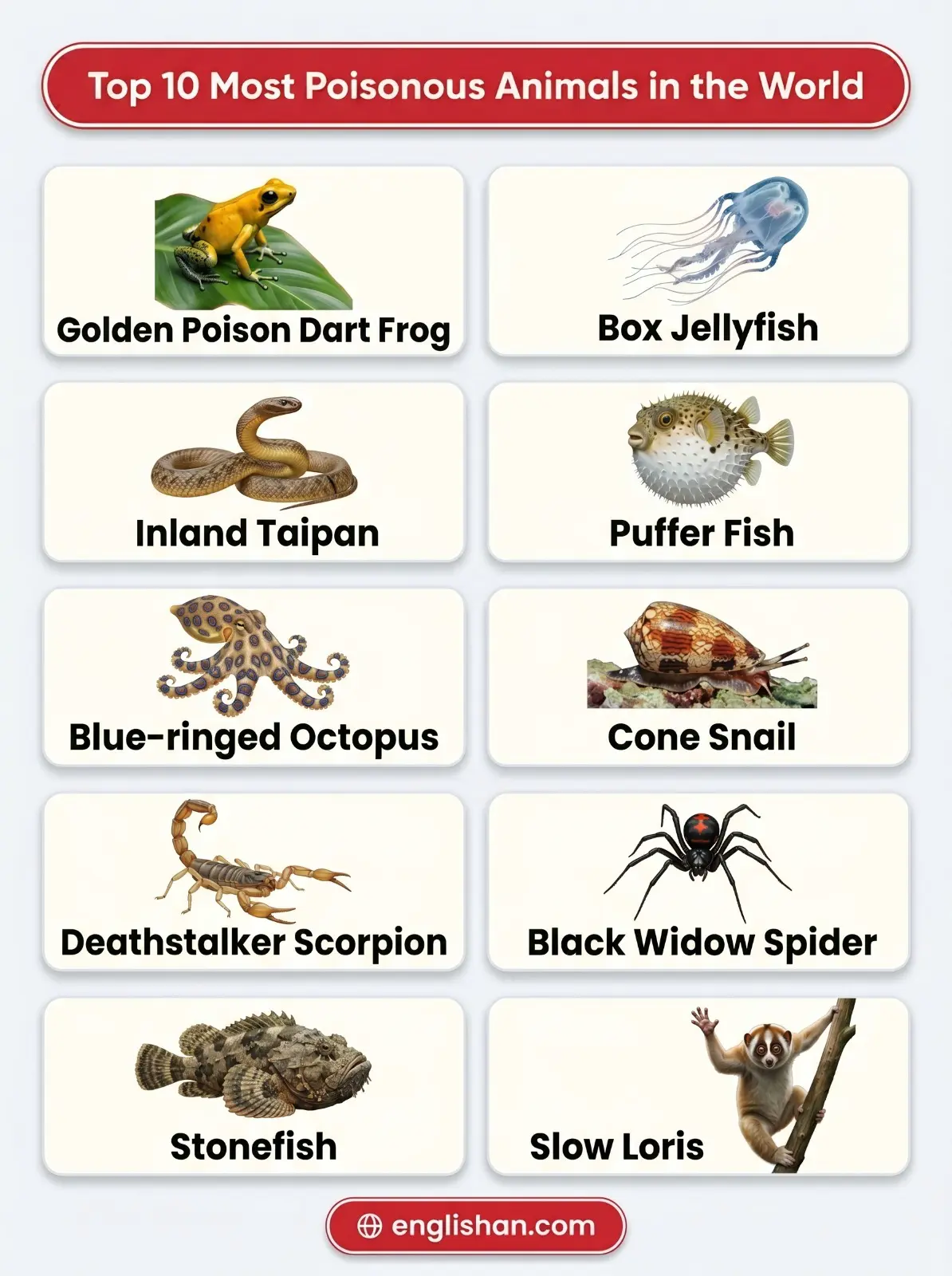 Top 10 most poisonous animals in the world featuring box jellyfish, inland taipan, blue-ringed octopus, and golden poison dart frog
