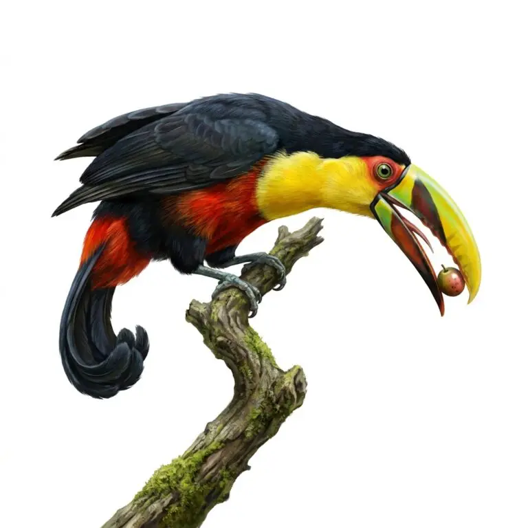 Toucan