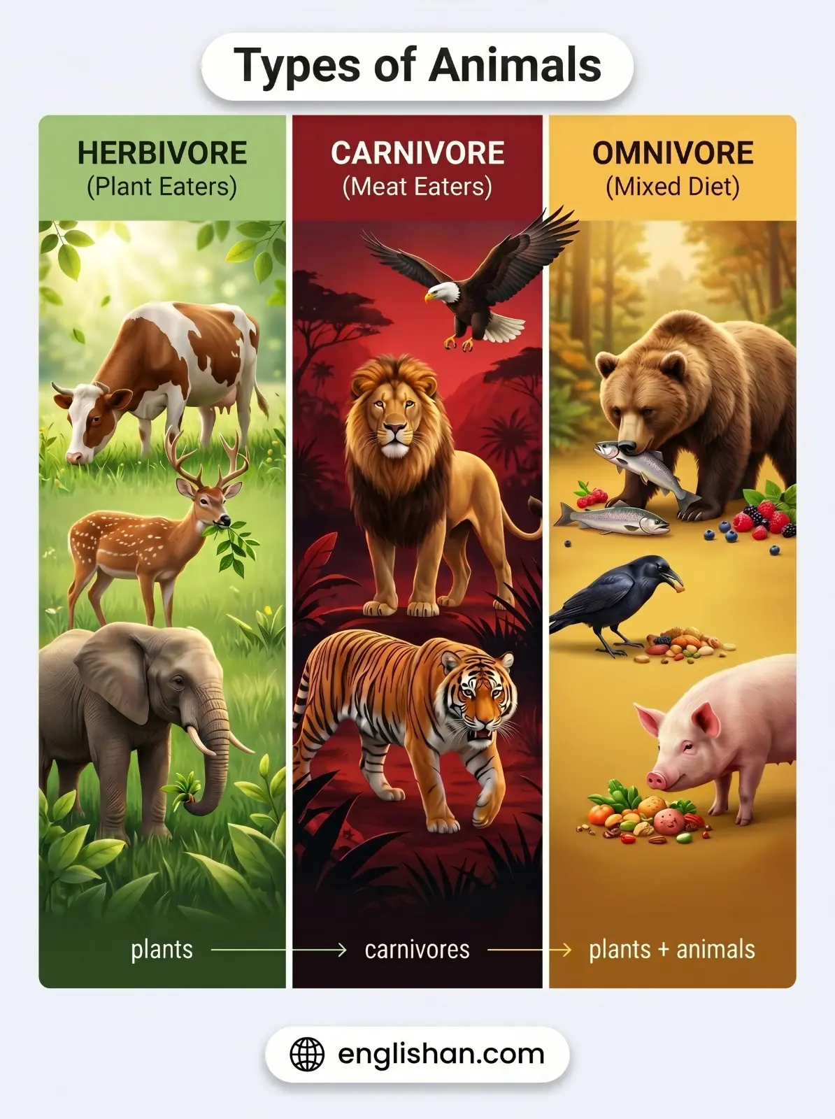 Types of animals herbivores vs carnivores vs omnivores with elephant, lion, and bear