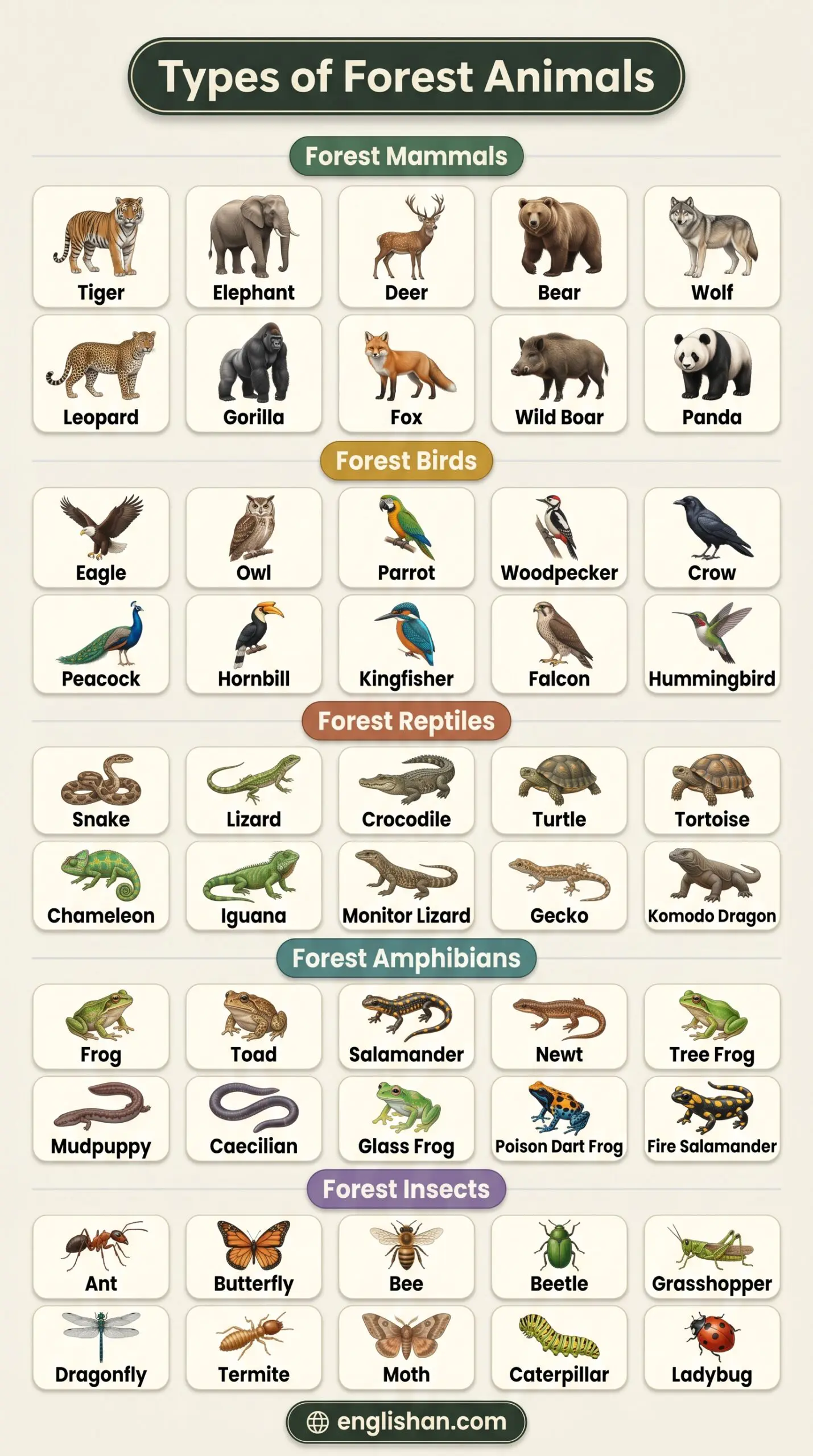 Types of forest animals names featuring tiger, elephant, owl, snake, frog, and butterfly