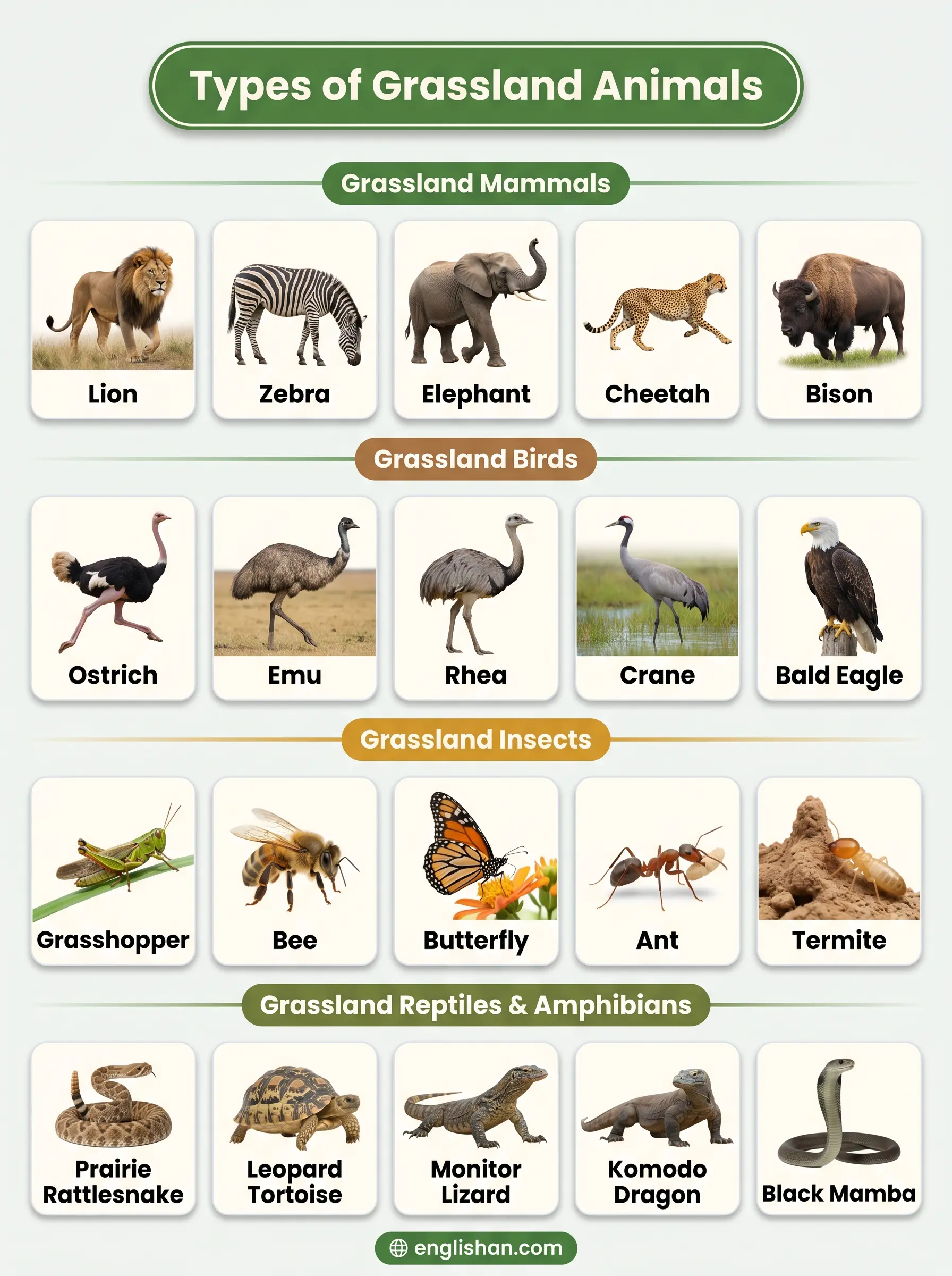 Types of grassland animals showing herbivores carnivores birds reptiles and insects in savanna ecosystem