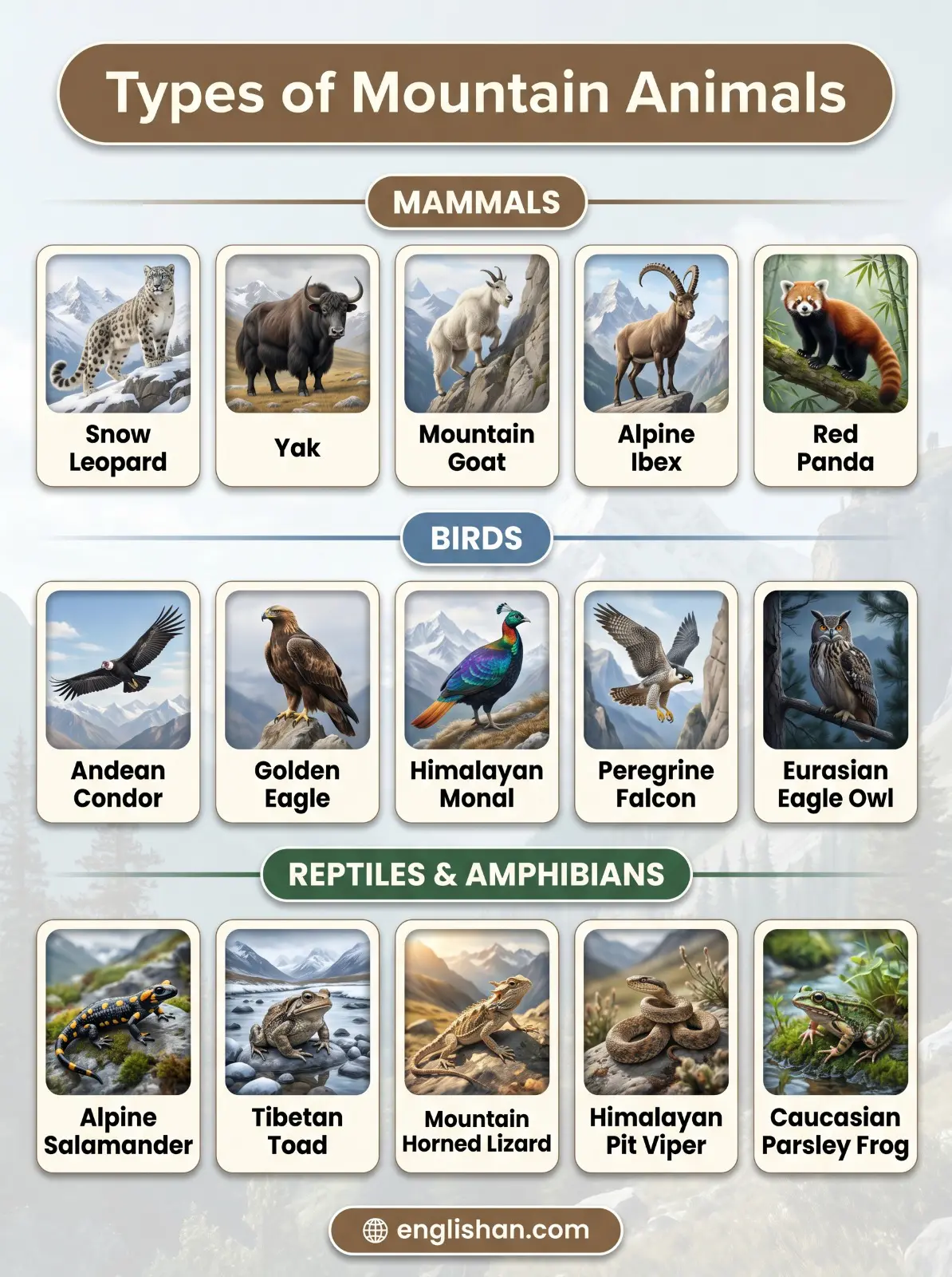 Types of mountain animals names showing snow leopard yak mountain goat and golden eagle in alpine regions