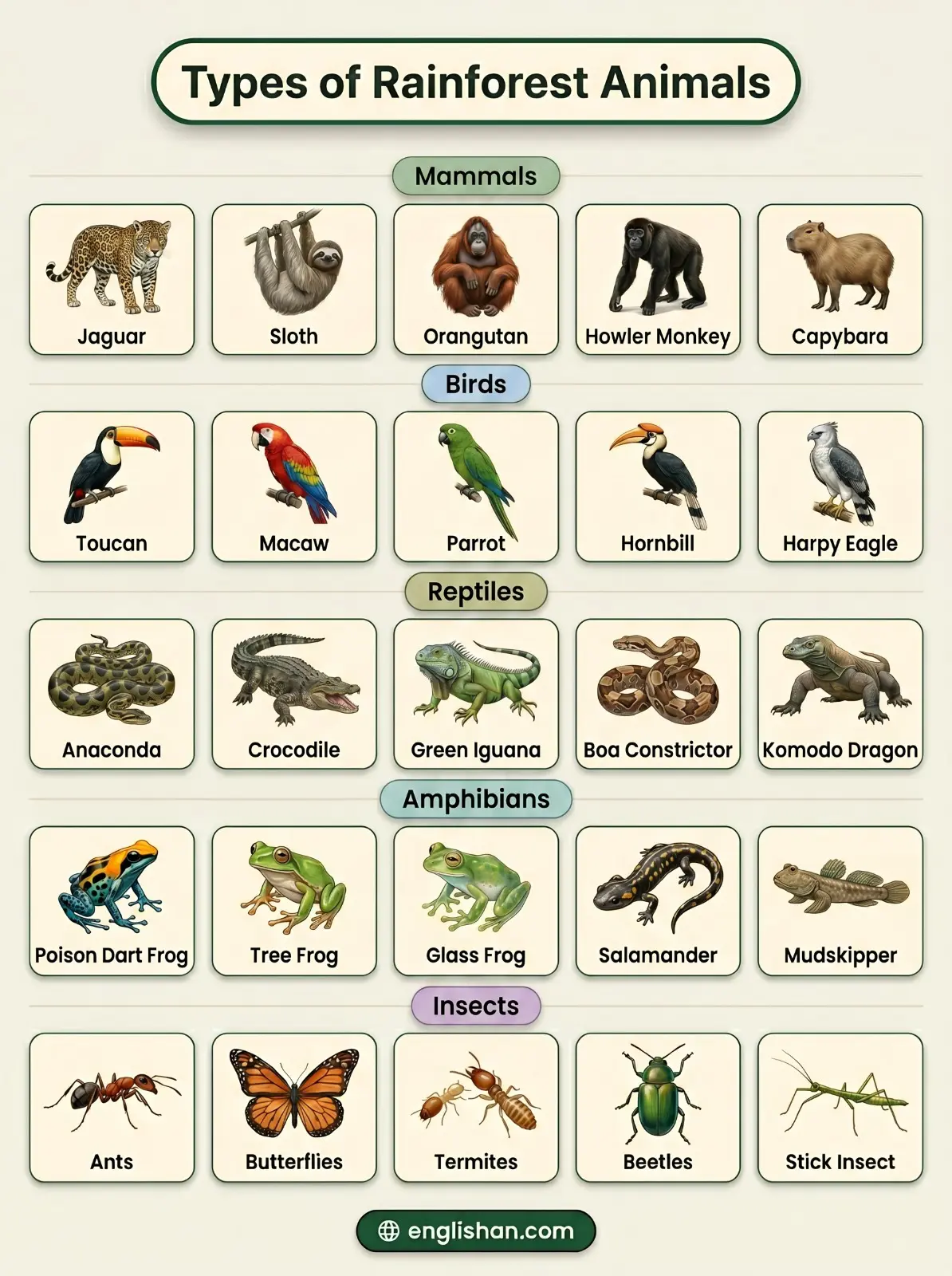 Types of rainforest animals including mammals birds reptiles amphibians and insects in Amazon habitat