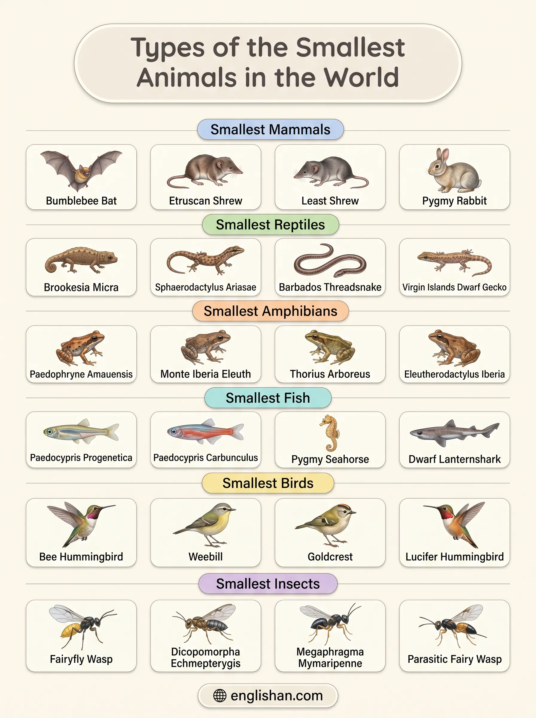 Types of the smallest animals in the world including bee hummingbird and pygmy marmoset