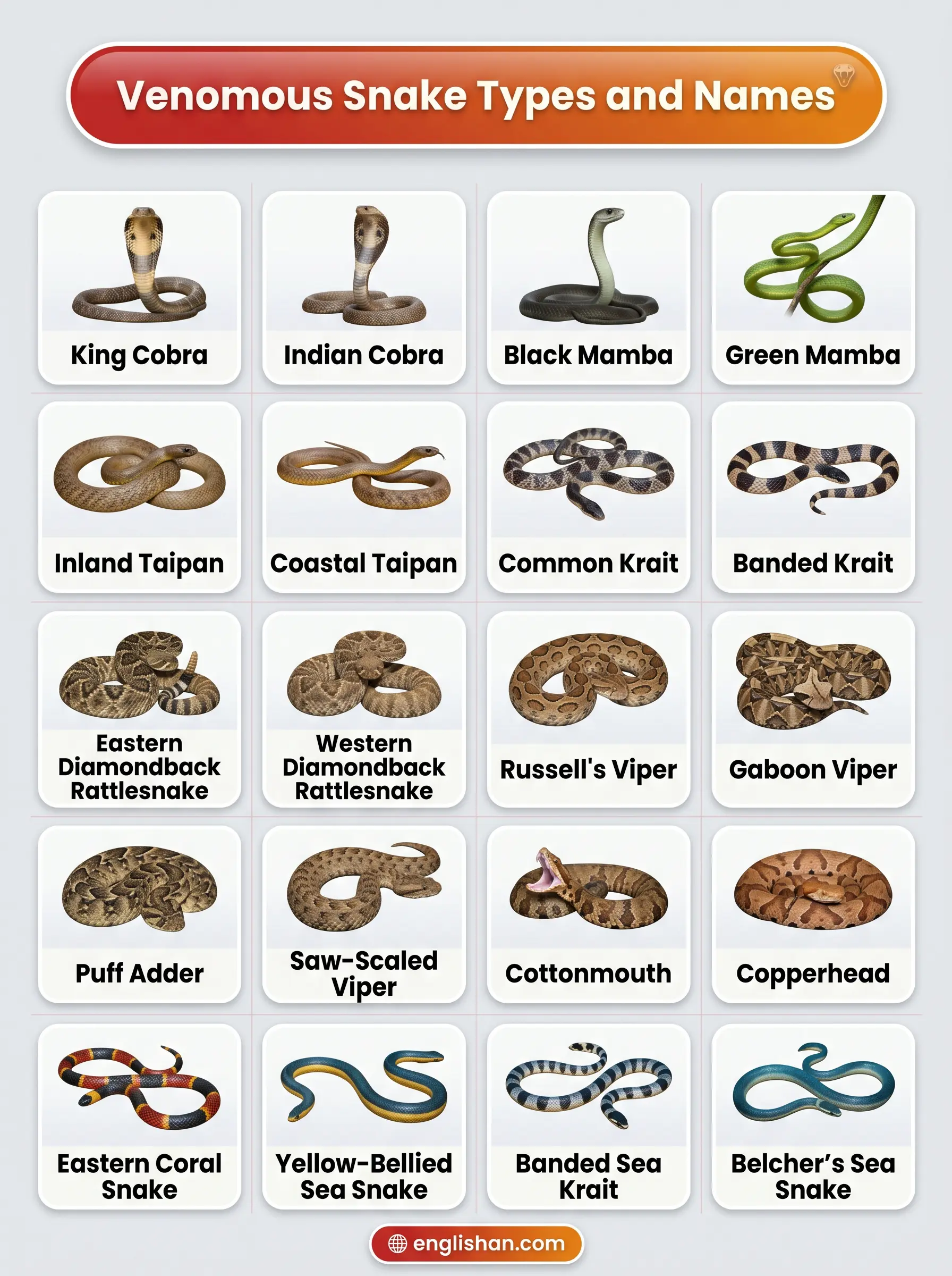 Venomous snake types and names including King Cobra, Black Mamba, and Russell's Viper