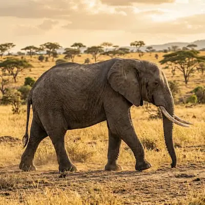 African Elephant