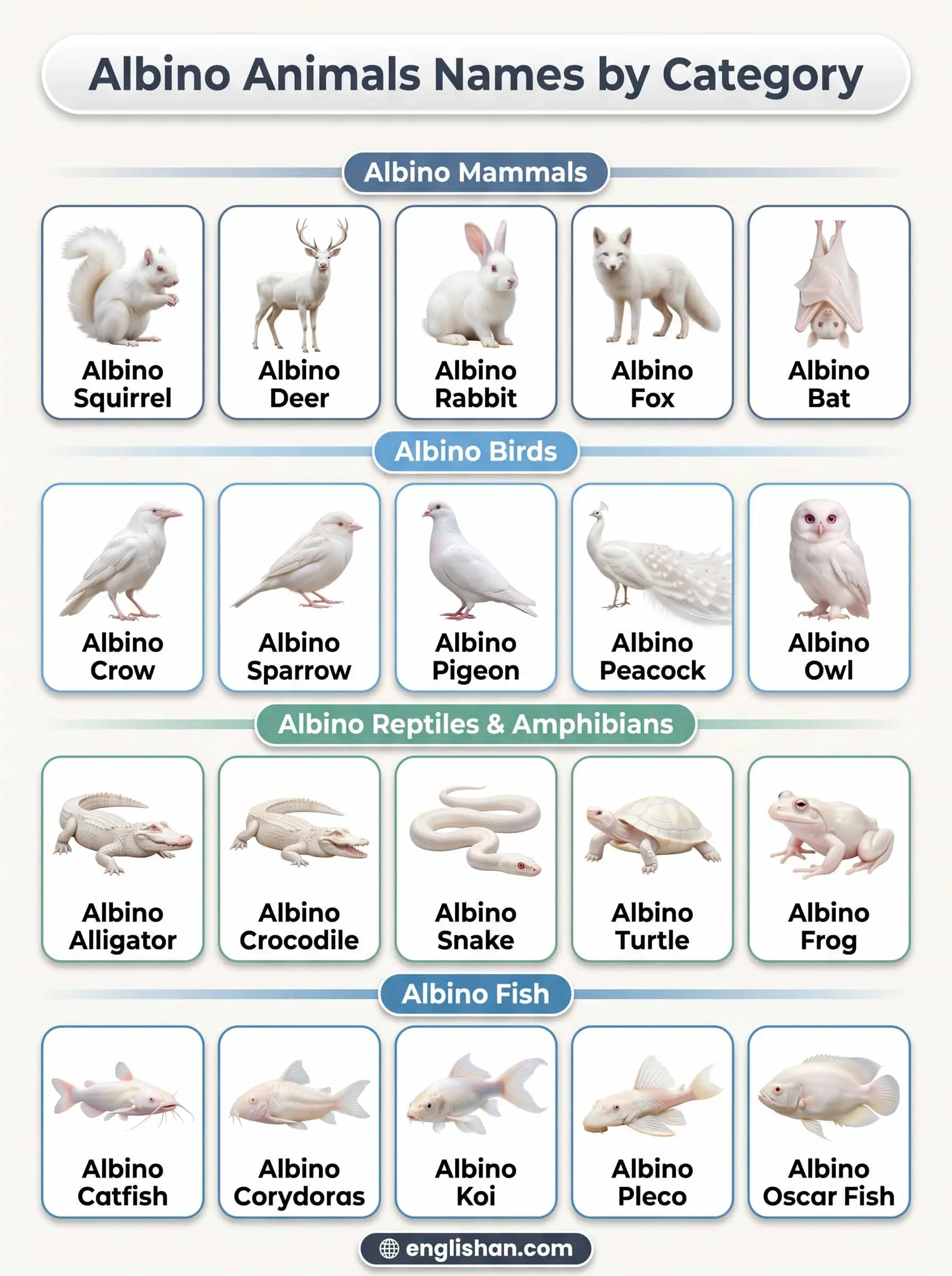 Albino animals names by category featuring mammals, birds, reptiles, amphibians, fish, and insects