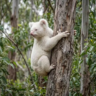 Albino Koala