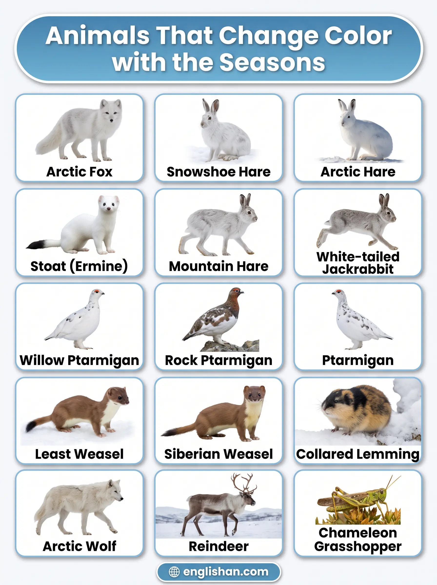 Animals that change color with the seasons including Arctic foxes, hares, and stoats in winter and summer.