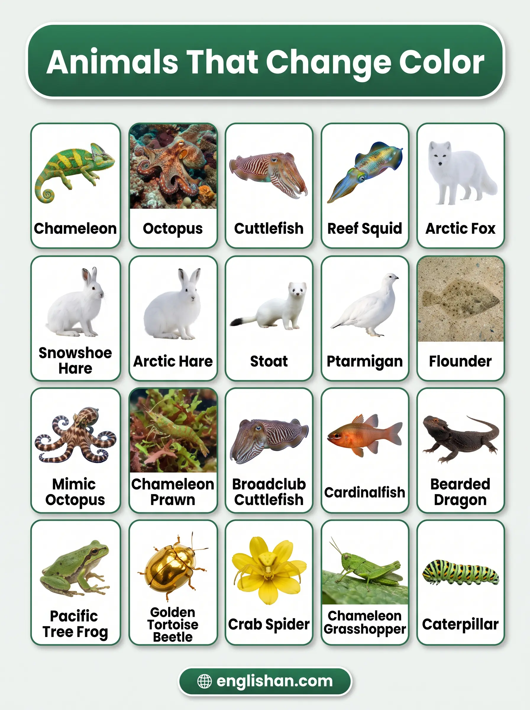 Animals that change color with pictures including a chameleon, octopus, and cuttlefish in natural habitats.