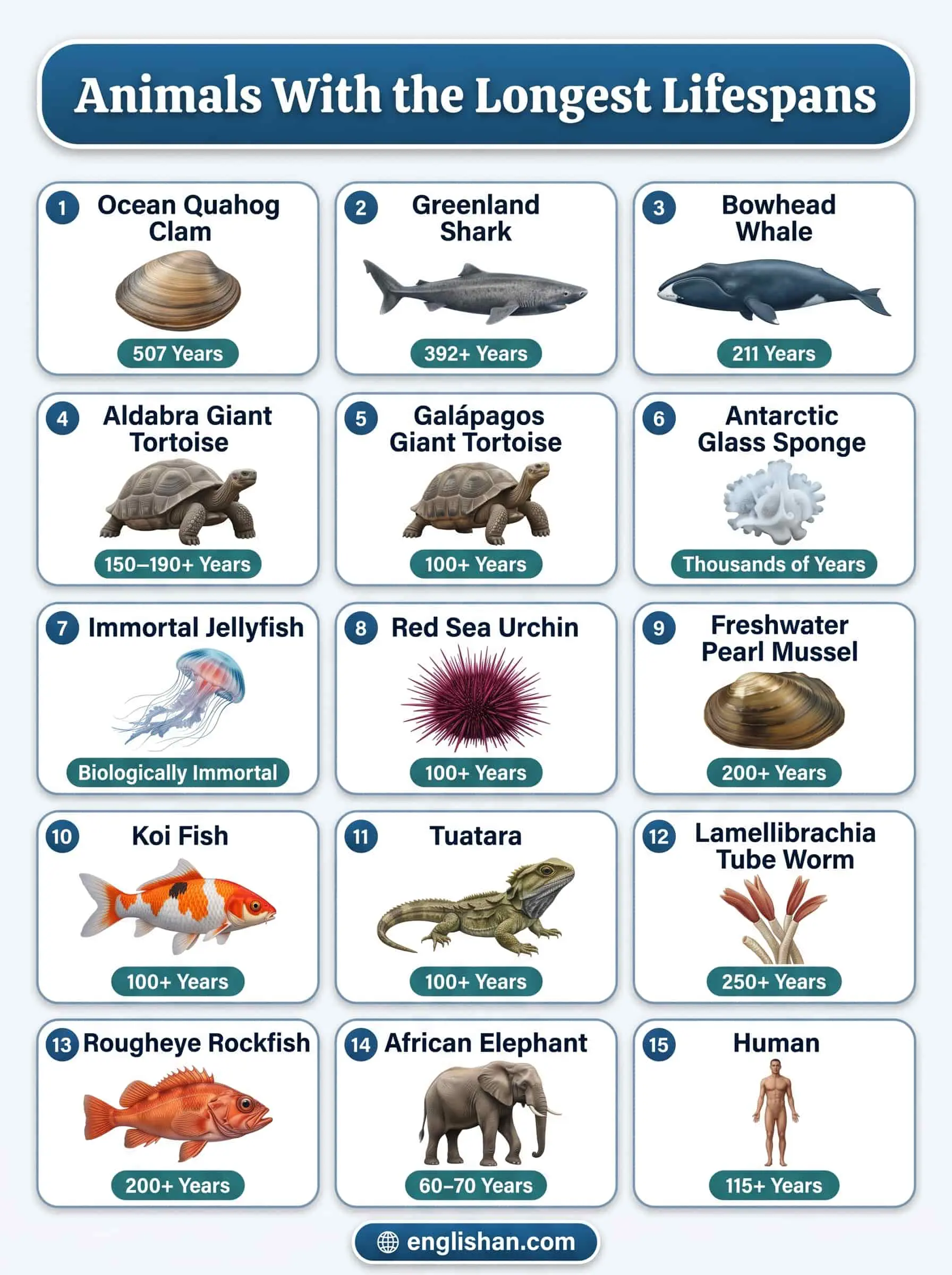 Animals with the longest lifespans including the Ocean quahog clam, Greenland shark, and Bowhead whale