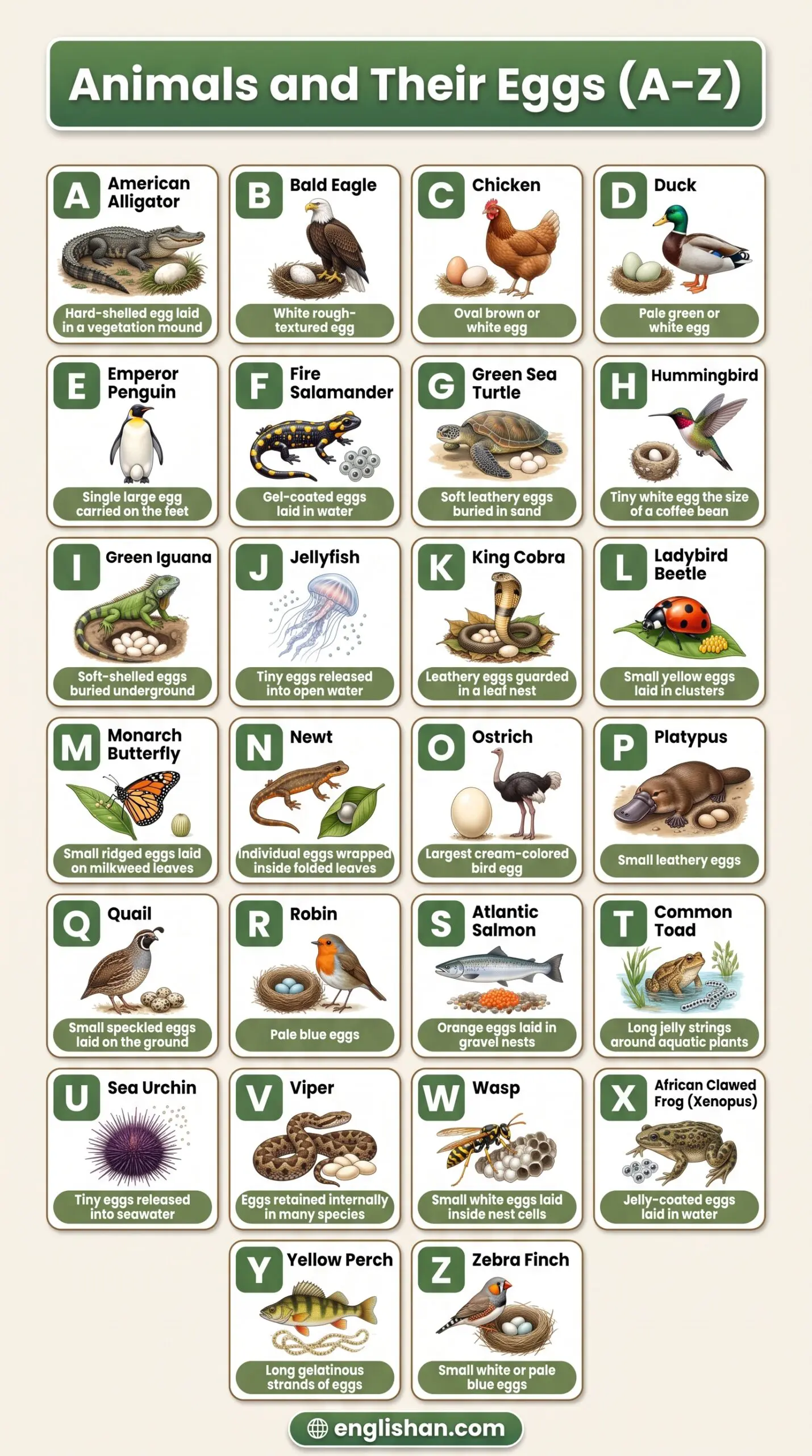 Animals and Their Eggs A to Z featuring ostrich, chicken, penguin, sea turtle, crocodile, and frog eggs.