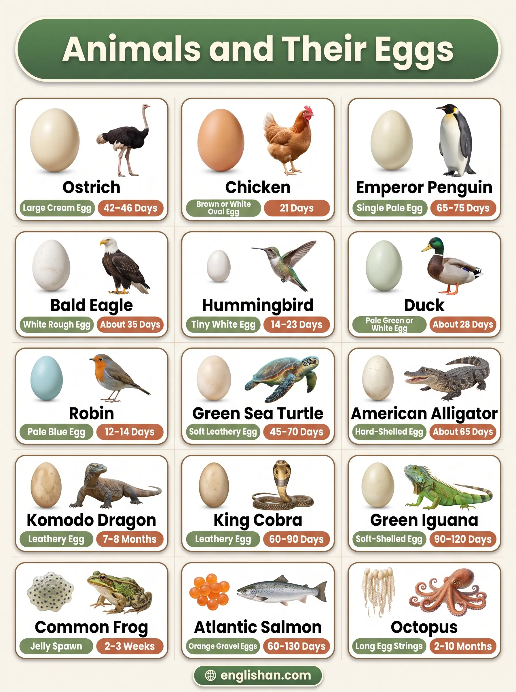 Animals and their eggs with pictures featuring ostrich, penguin, sea turtle, crocodile, chicken, and frog eggs.