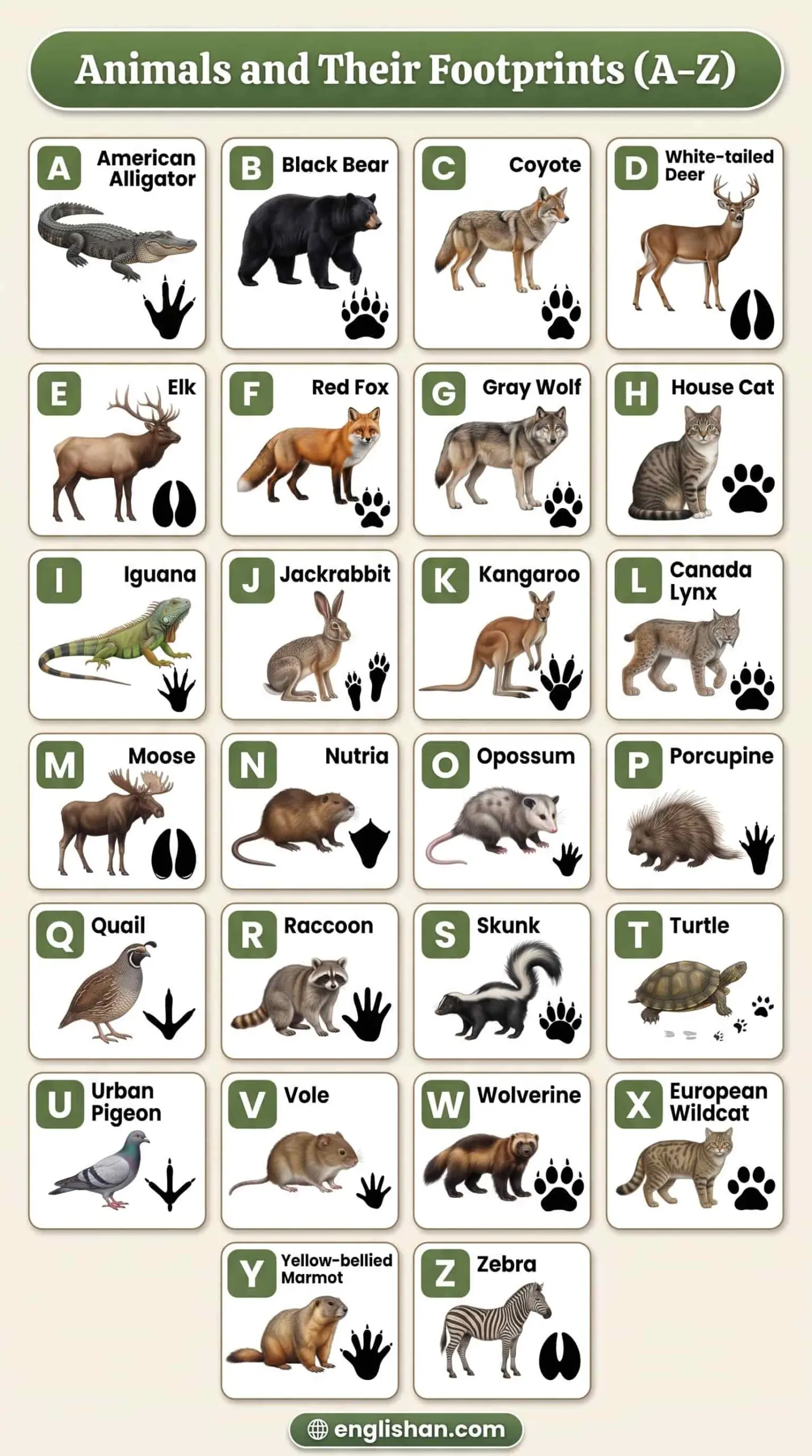 Animals and their footprints A to Z with names featuring bear, deer, lion, fox, and zebra tracks.
