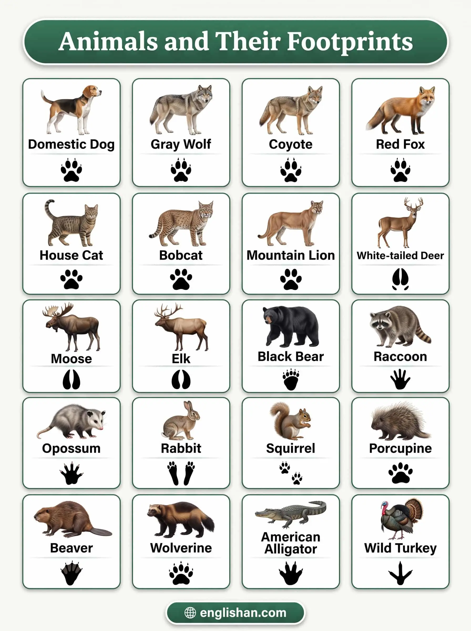 Animals and their footprints with names including dog, deer, bear, fox, and rabbit tracks.
