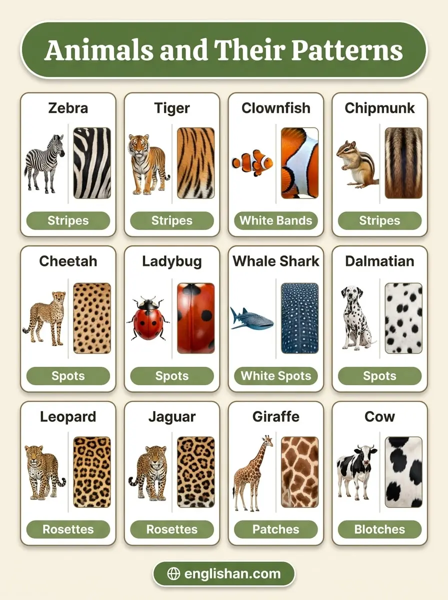 Animals and their patterns with pictures featuring zebra, tiger, leopard, giraffe, and peacock markings.