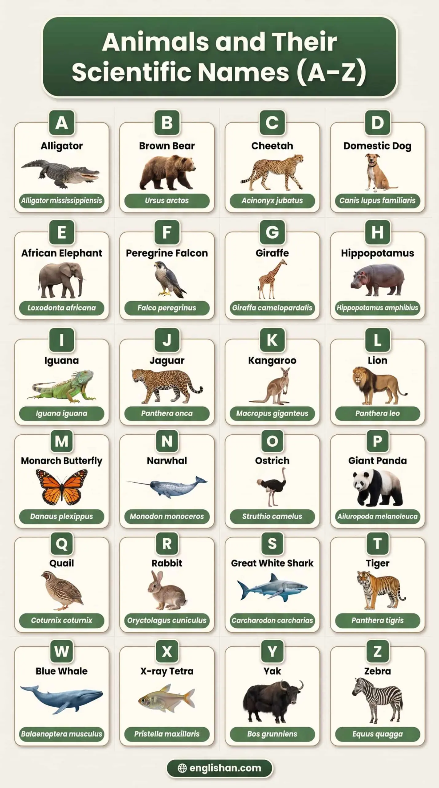 Animals and their scientific names A–Z featuring alligator, elephant, lion, tiger, and zebra.